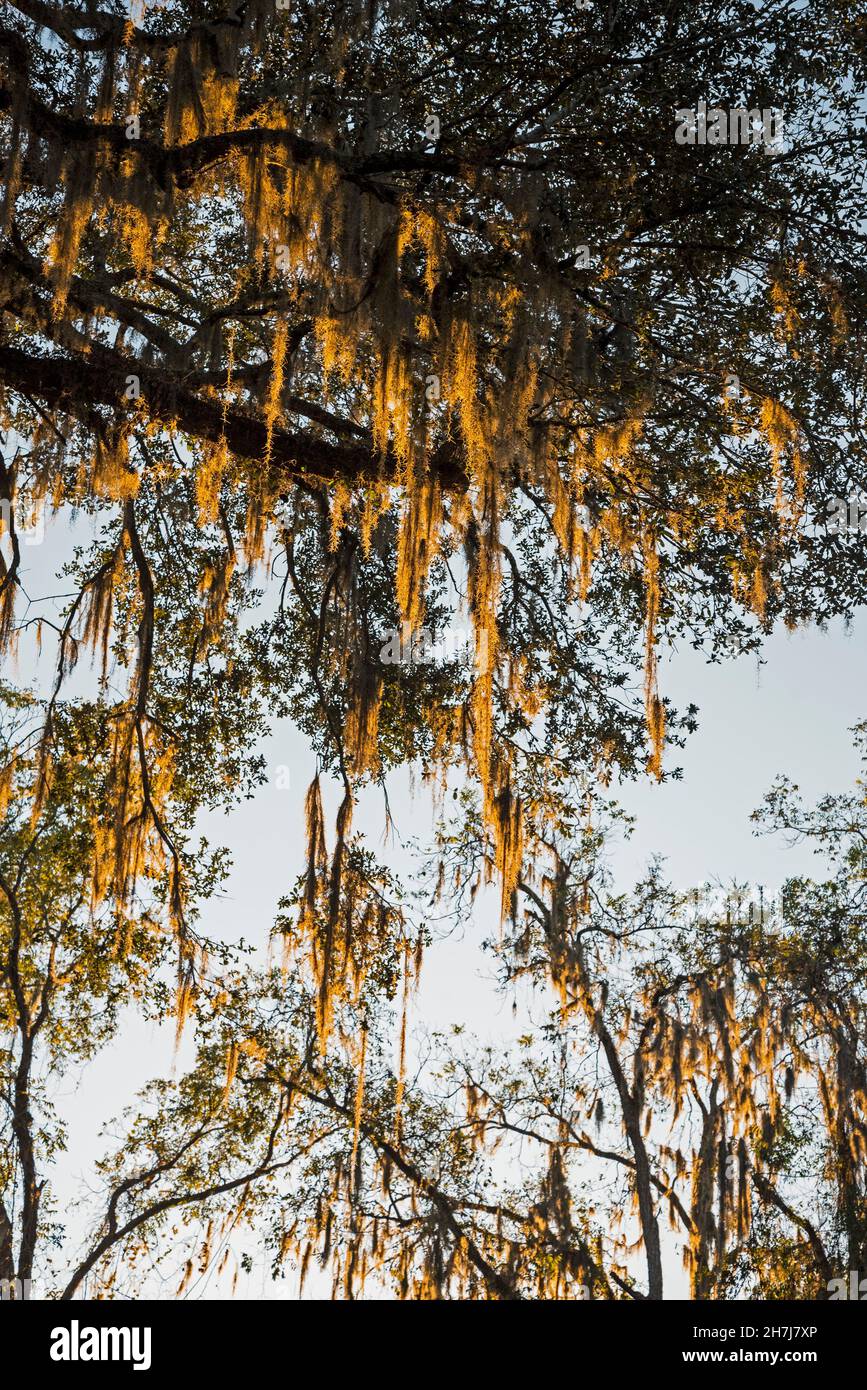 Die Farben des Sonnenuntergangs baden den spanischen Moos, der von Live Oak Trees in North Central Florida hängt. Stockfoto