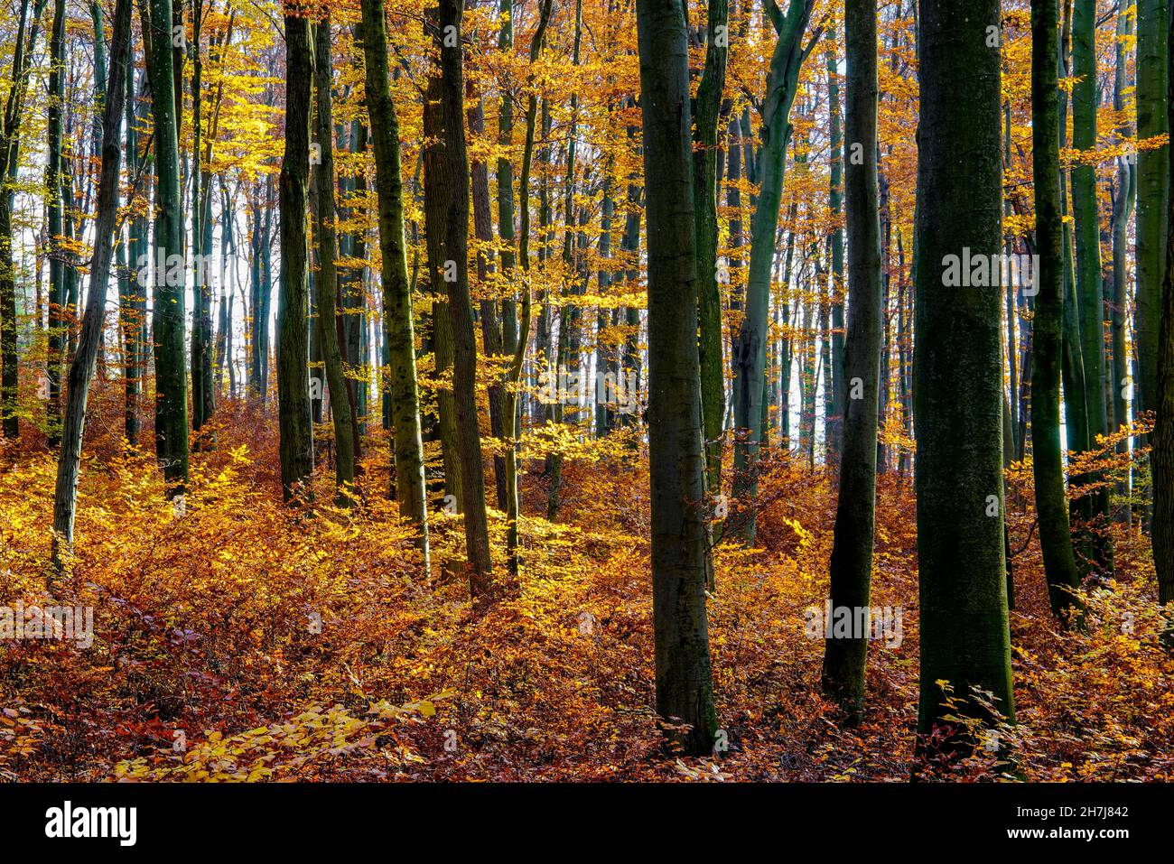 Tüllinge Bergwald im Herbst (Tüllinger Berg), Tüllinge, Baden-Württemberg, Deutschland. Stockfoto