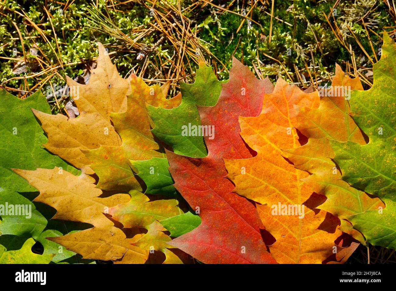 Im Wald liegen bunte Blätter auf dem Boden. Stockfoto