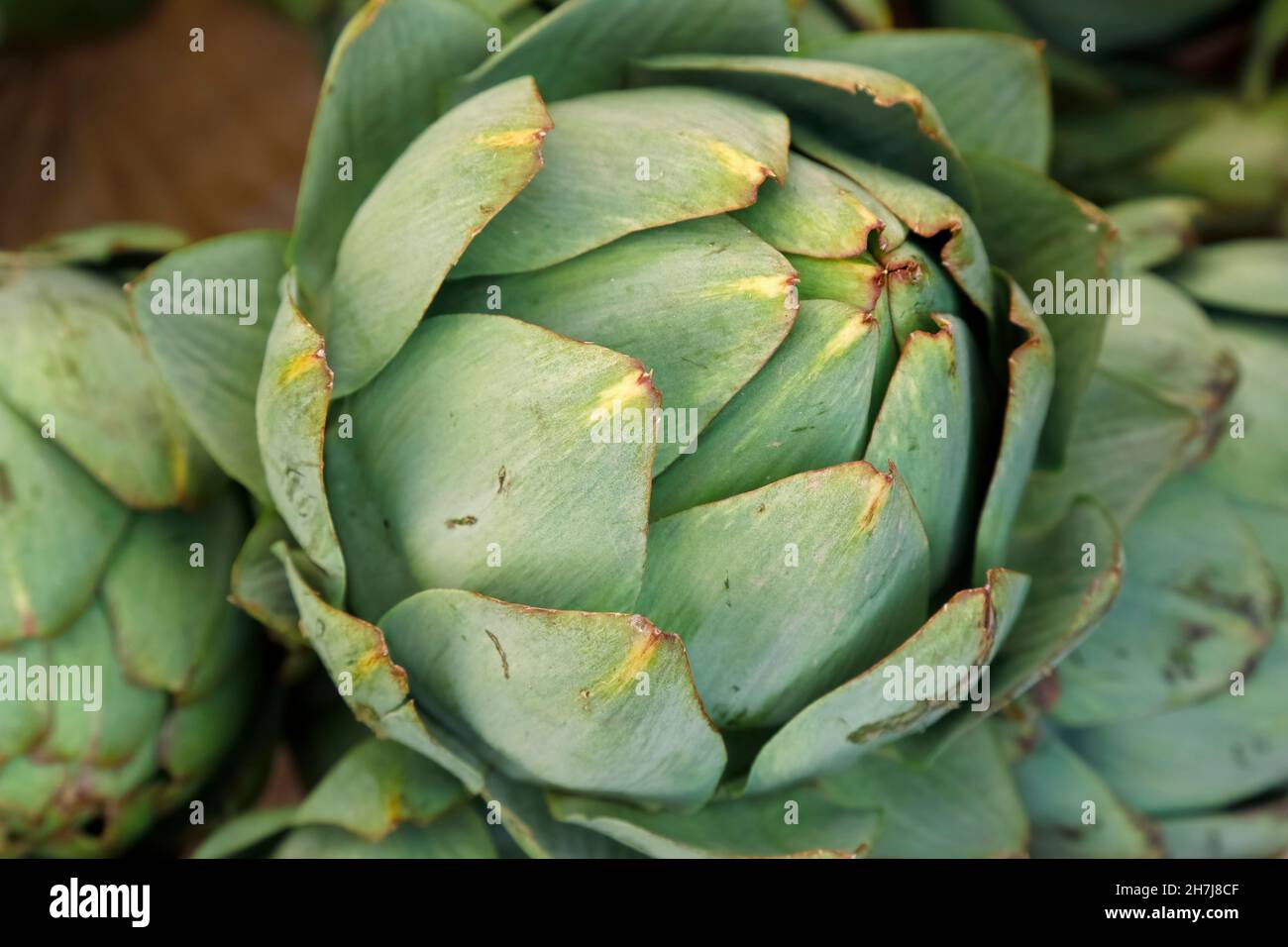 Stapel von grünen reifen und rohen Artischocken Stockfoto