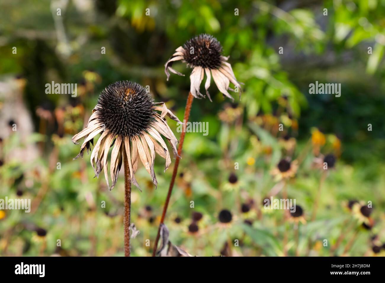 Natürlich getrocknete Samenköpfe der Koneblume sind vor dem Hintergrund der Gartenumgebung zu sehen. Stockfoto