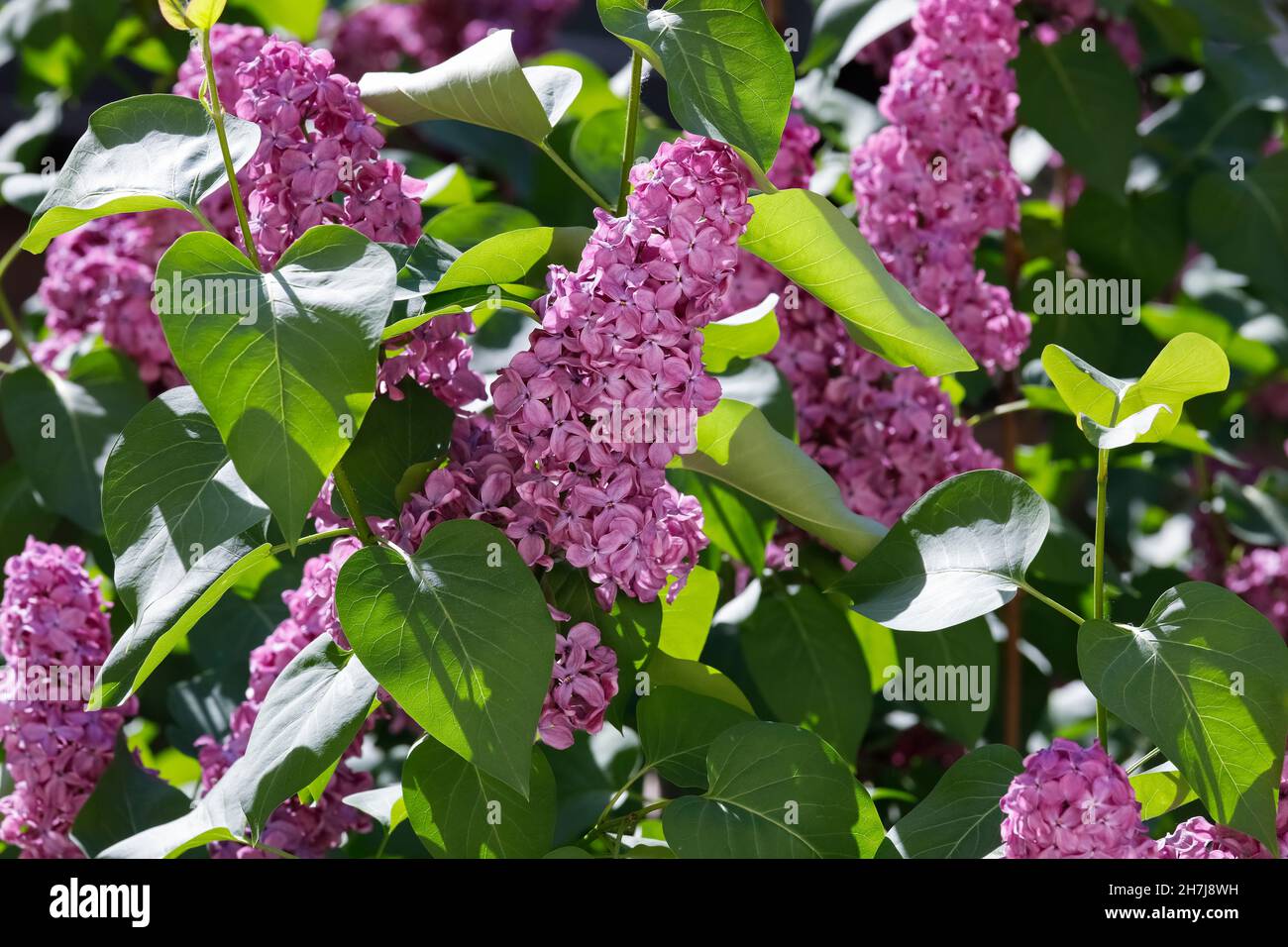 Die Schönheit der Natur in den Fliederblüten, die zusammen mit ihren grünen Blättern zu sehen sind Stockfoto