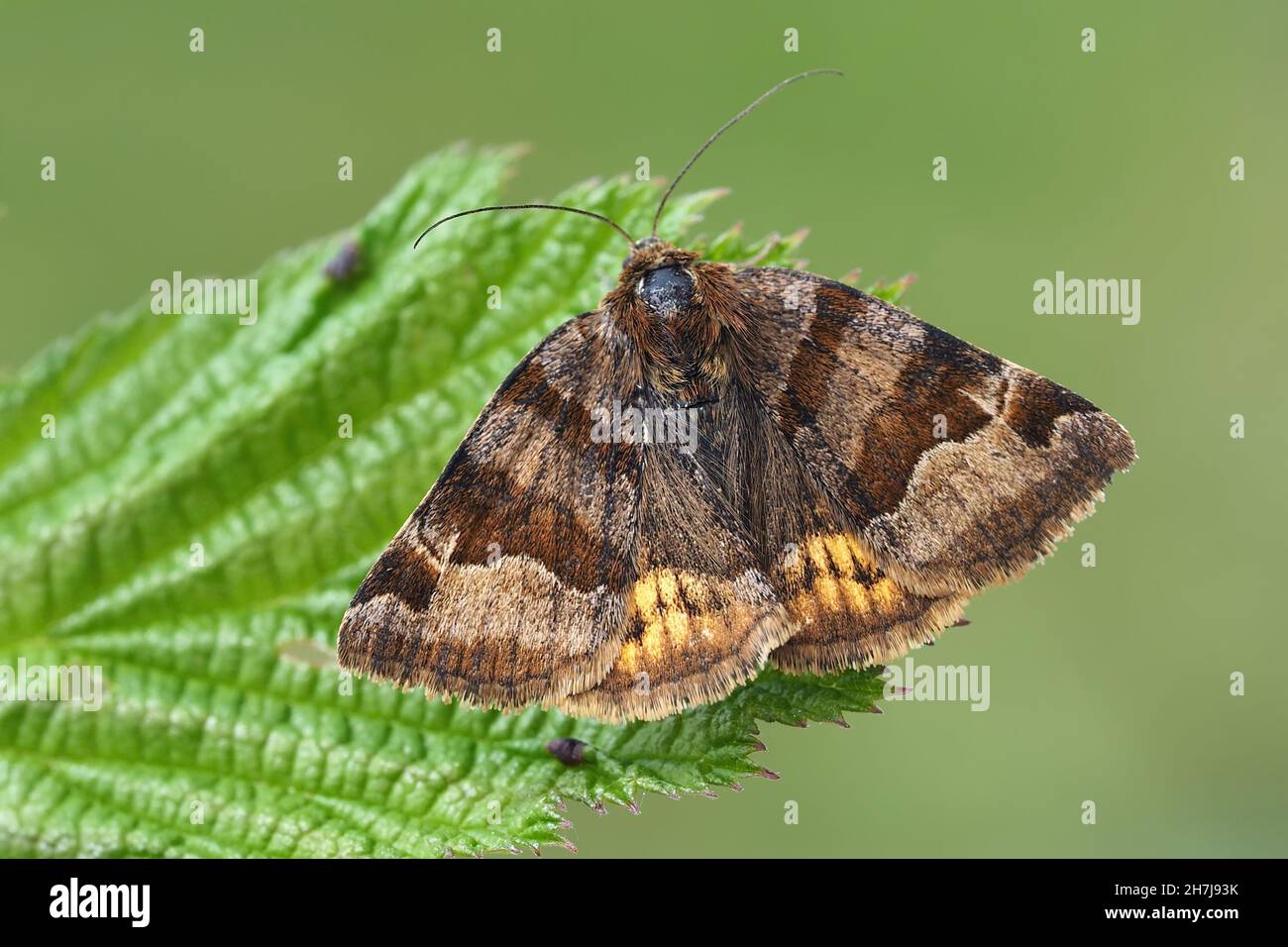 Burnett Companion Motte (Euclidia glyphica) auf Brambleaf. Tipperary, Irland Stockfoto
