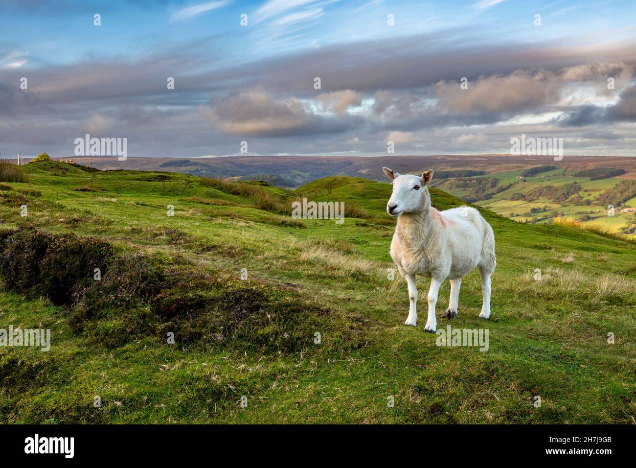 Ein Hausschaf im Bank Top Obote The Rosedale Valley, North York Moors National Park, Yorkshire, England Stockfoto