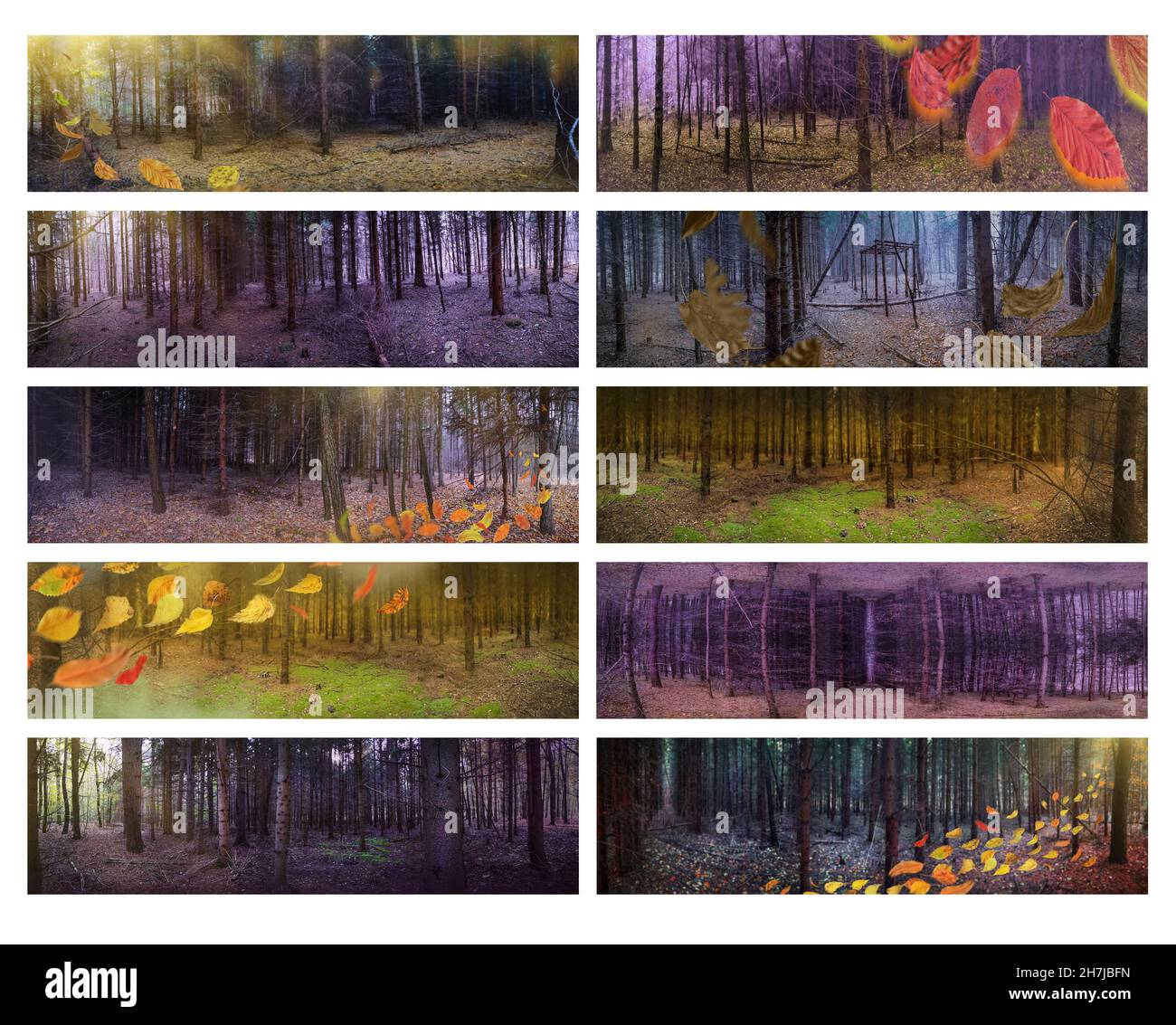 Mystische magische Herbst Wald Banner und Herbst Blätter fallen und drehen. Collage mit Transparenten für die Gestaltung von Webseiten-Headern. Stockfoto