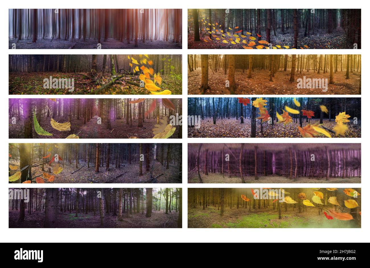 Wind weht gelbe Blätter in dunkler mystischer Atmosphäre Herbst Park Panorama Web-Banner. Collage mit verschiedenen Panoramafotos. Stockfoto