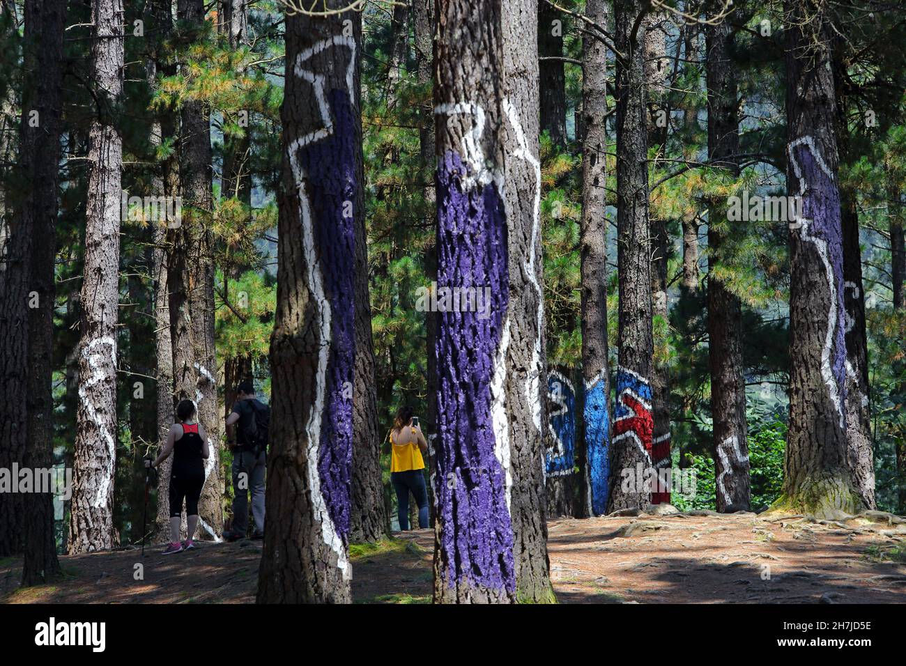 Der bemalte Wald von Oma ist ein LandArt-Projekt des baskischen Künstlers Agustin Ibarrola, Oma-Tal in der Nähe von Gernika, Urdaibai Biosphärenreservat, Baskenland Coun Stockfoto