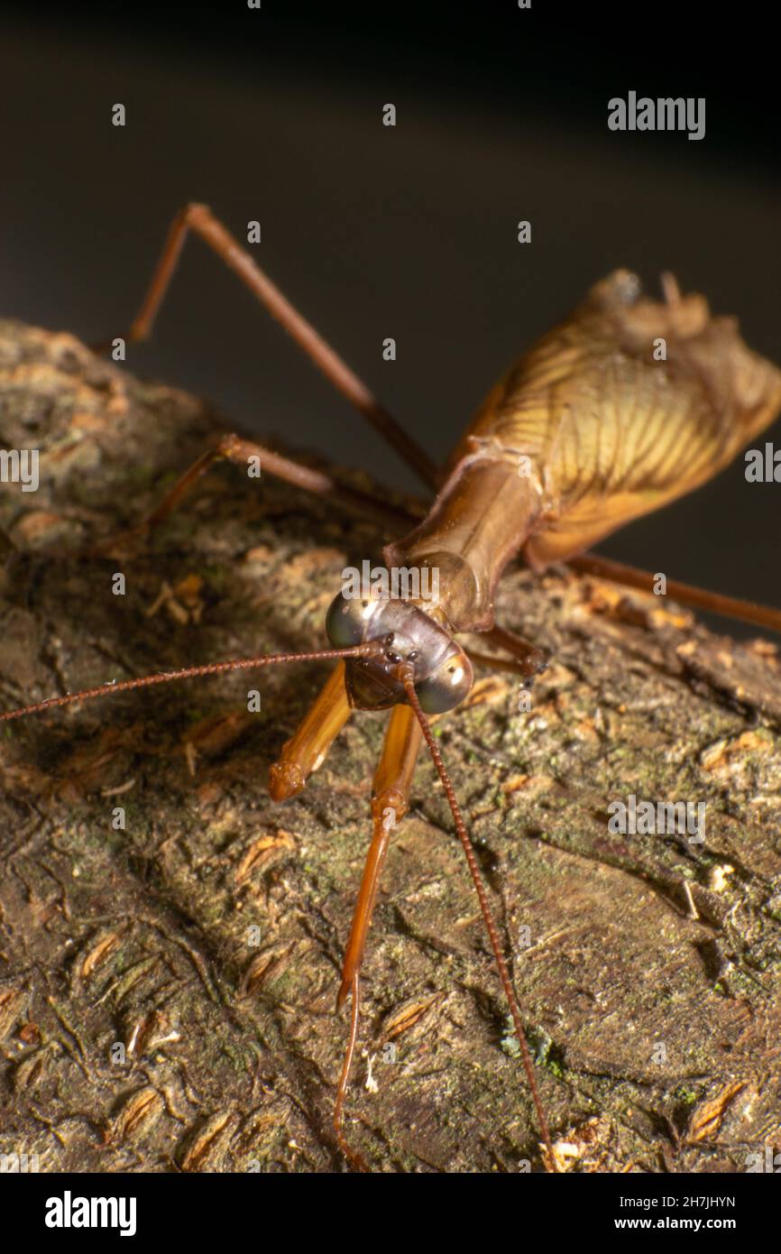 Bräunliche Gottesanbeterin Insektenvernarbung oder Makrofotografie, Arthropoda Stockfoto