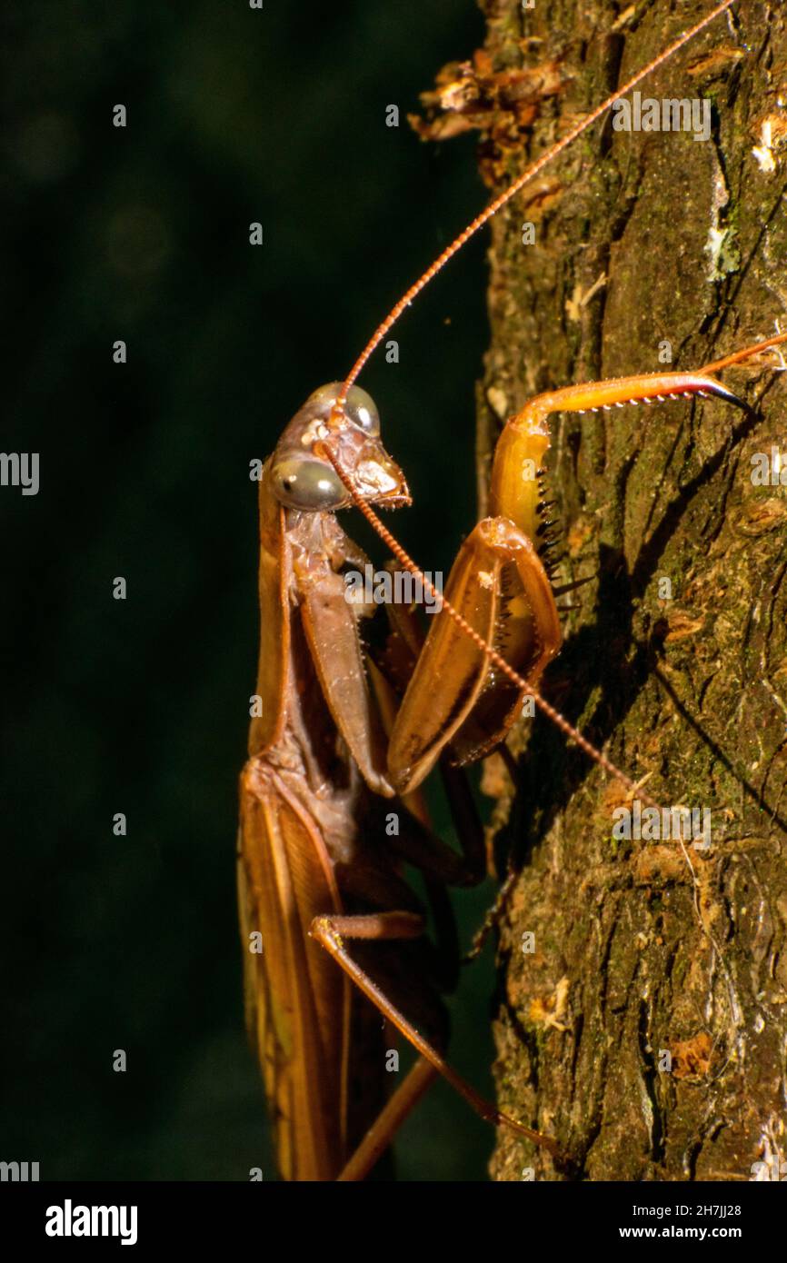 Bräunliche Gottesanbeterin Insektenvernarbung oder Makrofotografie, Arthropoda Stockfoto