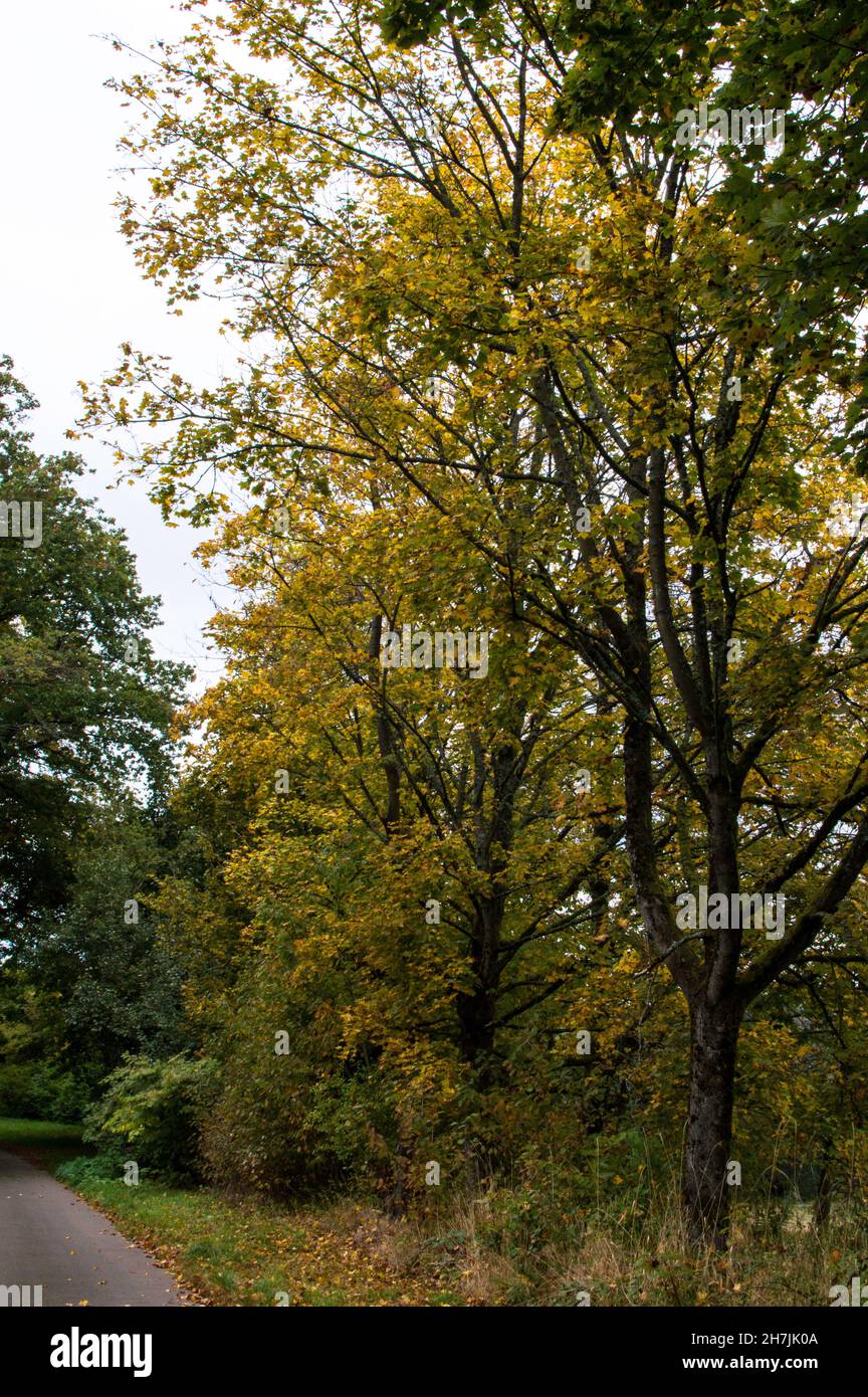 Herbst in bunten Farben Spaziergang in der Natur Stockfoto