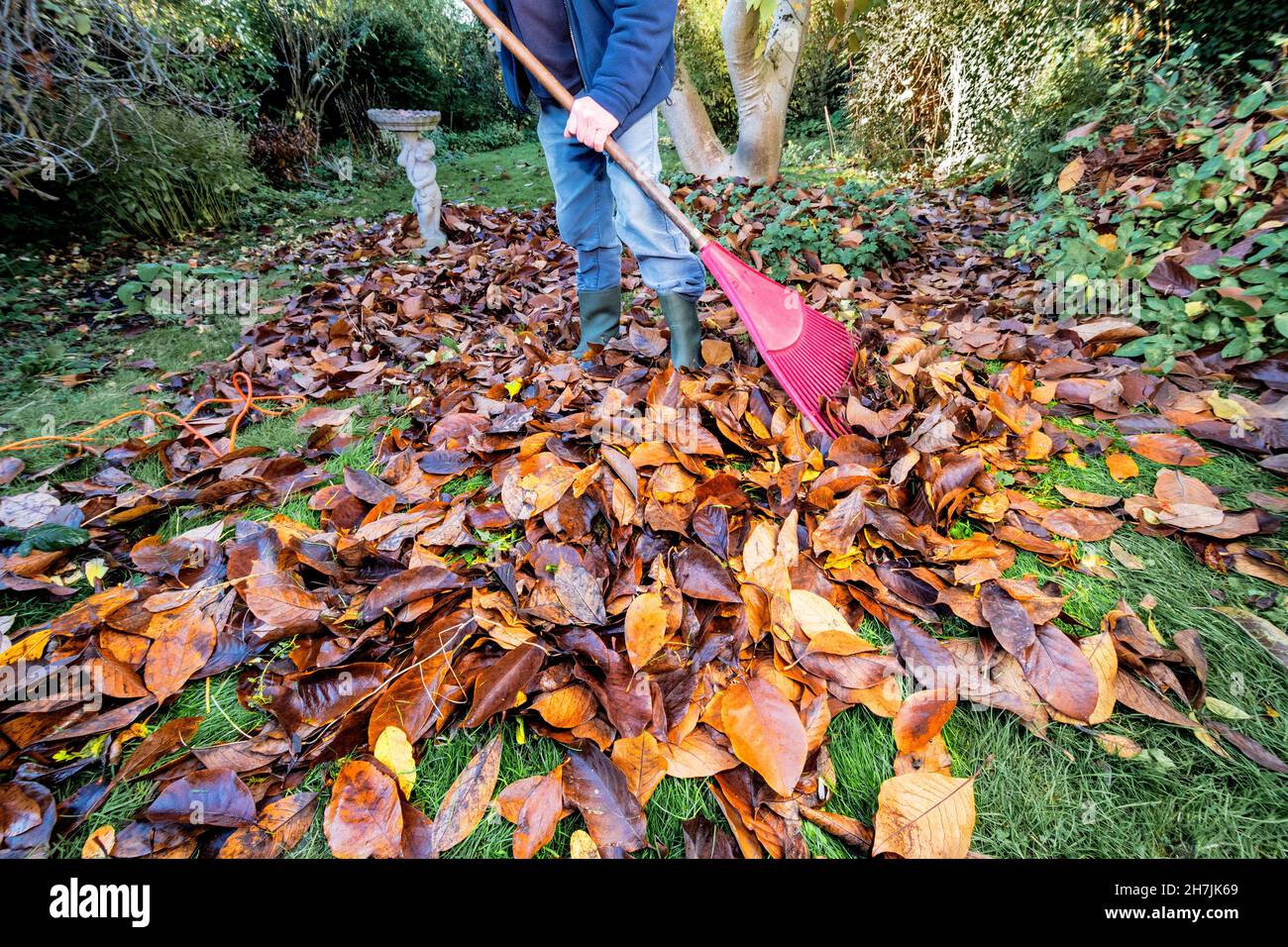 Raking Magnolia Blätter im Herbst auf Rasen Rasen bereit, mit Blatt Vakuum zu schredbern, um Blattform oder Mulch nach Verrottung in Müllsäcken, zu machen,, berkshire, UK Stockfoto