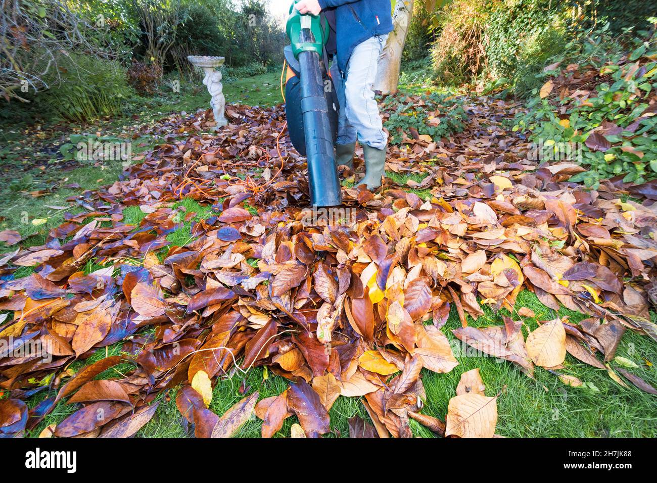 Mit elektrischem Vakuum im Herbst auf gefallenen Magnolienblättern auf Grasrasen, bereit, Blattform oder Mulch nach Verrottung in Müllsäcken zu machen Stockfoto