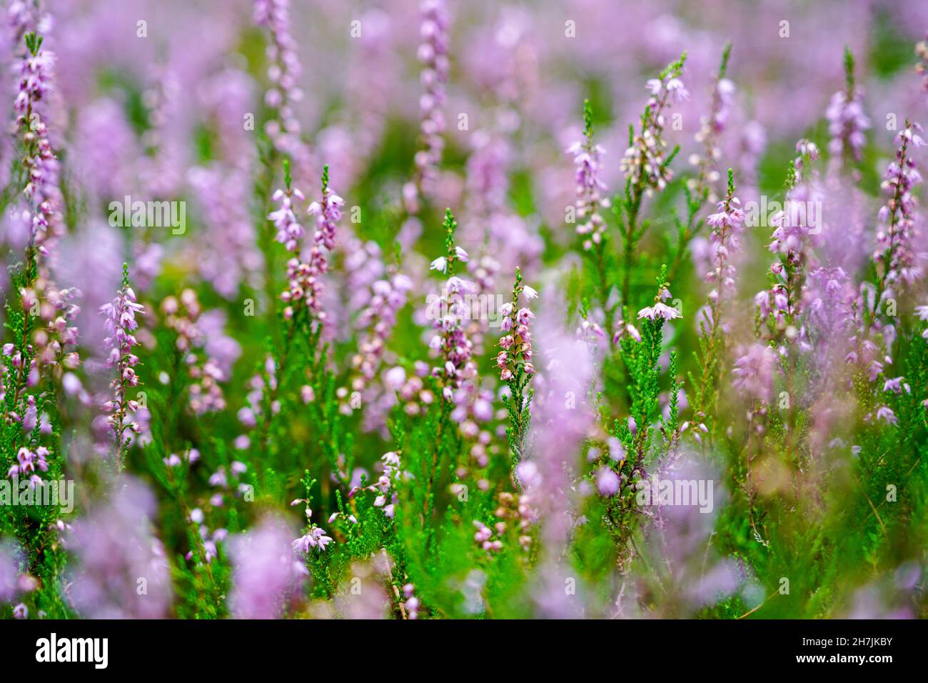 Blühende wildrosafarbene violette Heidekraut blüht im Wald Stockfoto