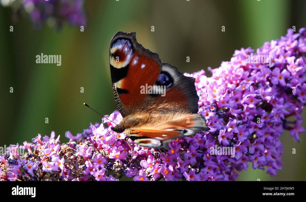 Heller, schöner Schmetterling mit Augen auf den Flügeln auf einer violetten Blume. Es ist ein Pfauenschmetterling. Die Blume ist Teil eines Schmetterlingsbusches oder Buddleia Stockfoto