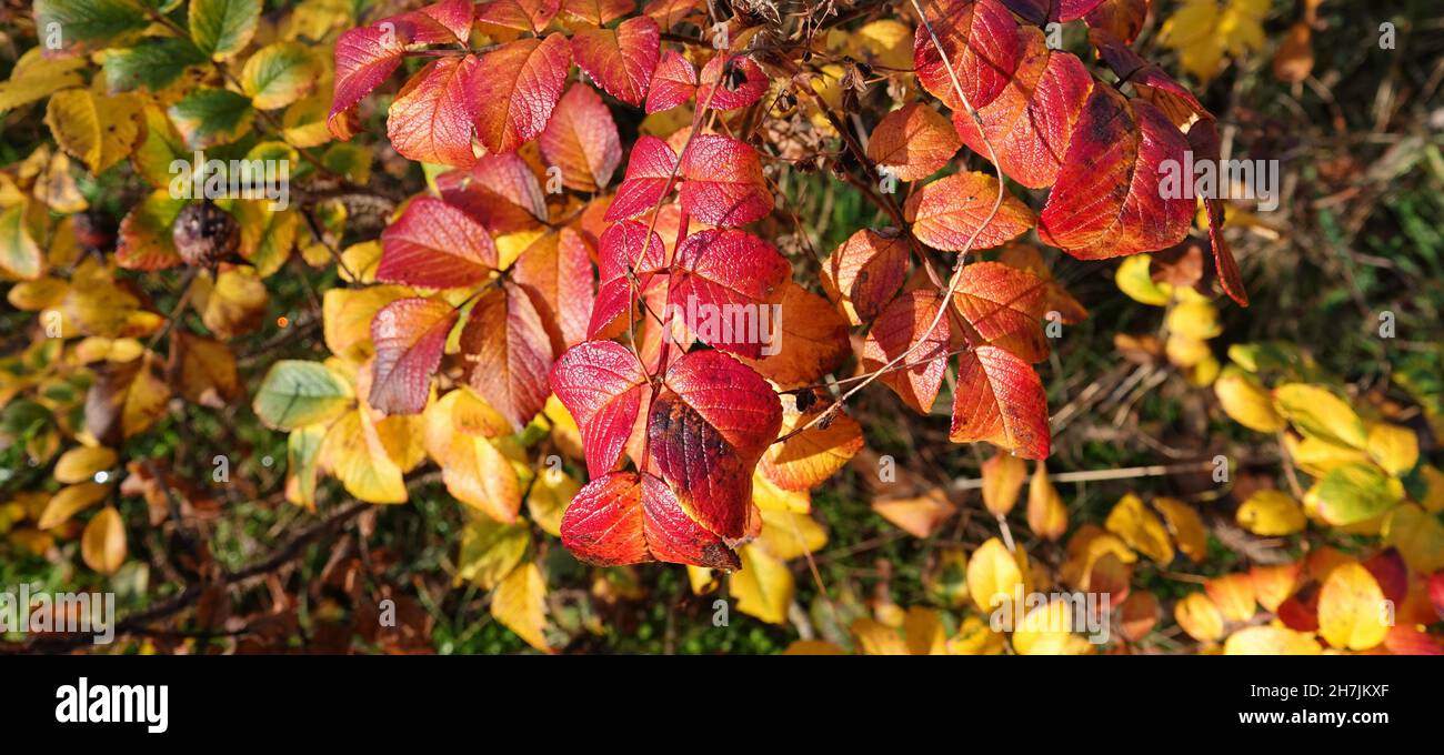 Rote Herbstblätter eines Rosenbusches. Es ist eine Rose mit vielen Namen: rosa rugosa, rugosa Rose, Beach Rose, Japanese Rose, Ramanas Rose, Lletchberry Stockfoto