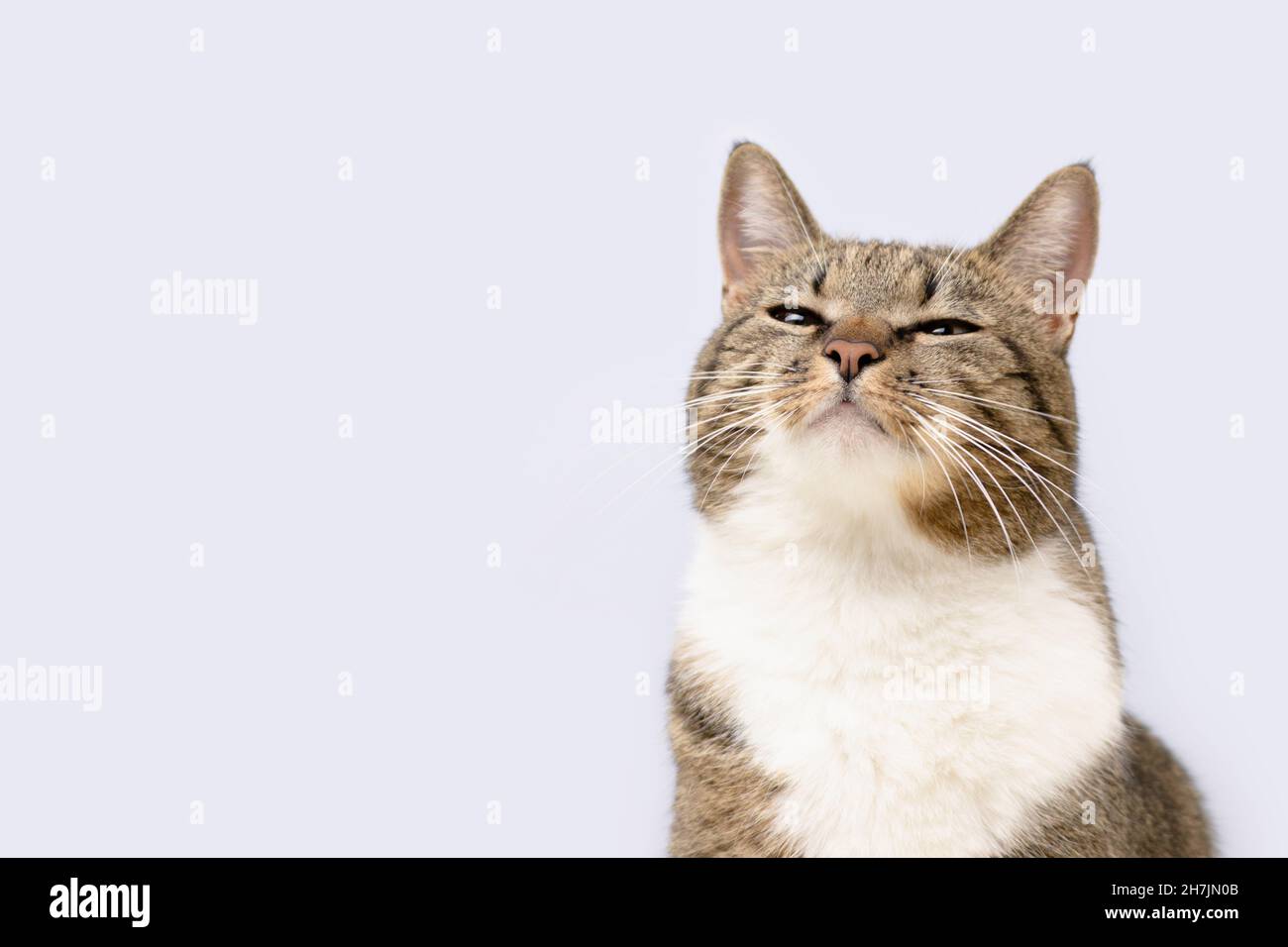 Graue Kurzhaarkatze schnüffelt vor blauem Hintergrund. Selektiver Fokus. Stockfoto