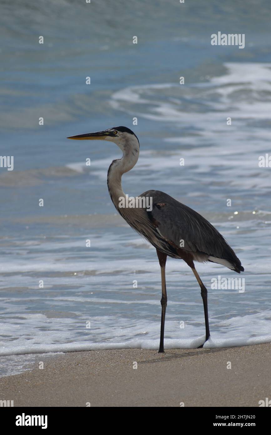 Vollständige Ansicht des erwachsenen Great Blue Heron, der am Bethune Beach, Florida, USA, postaliert. Stockfoto