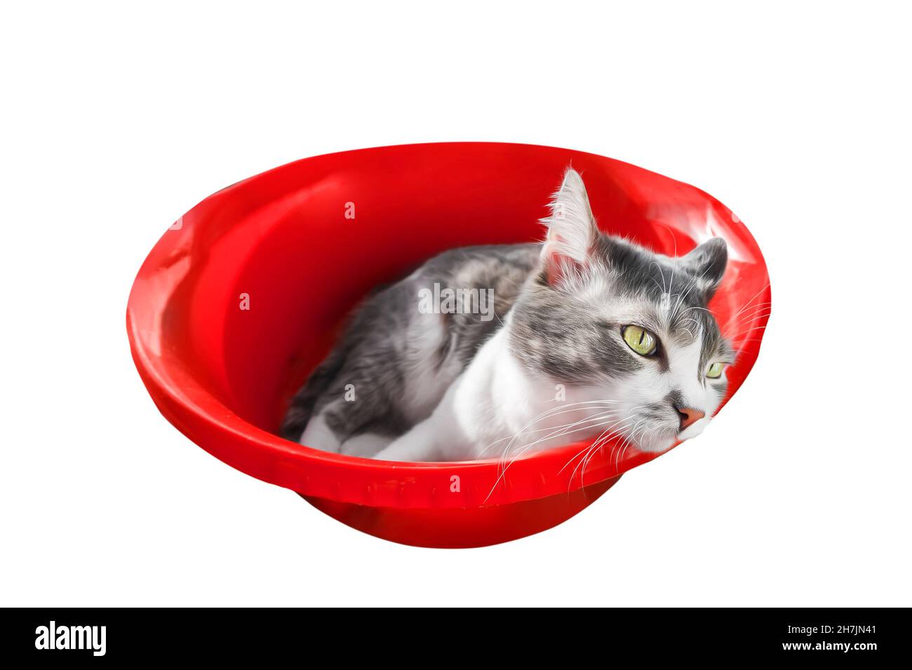 Traurige Katze liegt im leeren roten Becken und schaut weg. Isoliertes Tier auf weißem Hintergrund. Depression und Sehnsucht nach Haustier. Konzept. Stockfoto