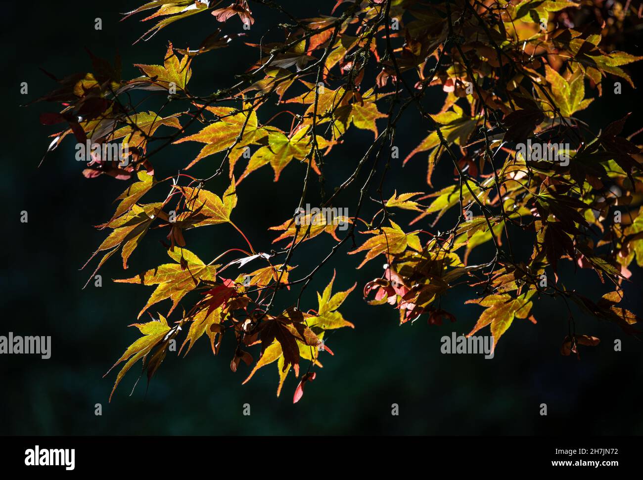 Acer palmatum Atropurpureum mit Hintergrundbeleuchtung in voller Herbstfarbe Stockfoto