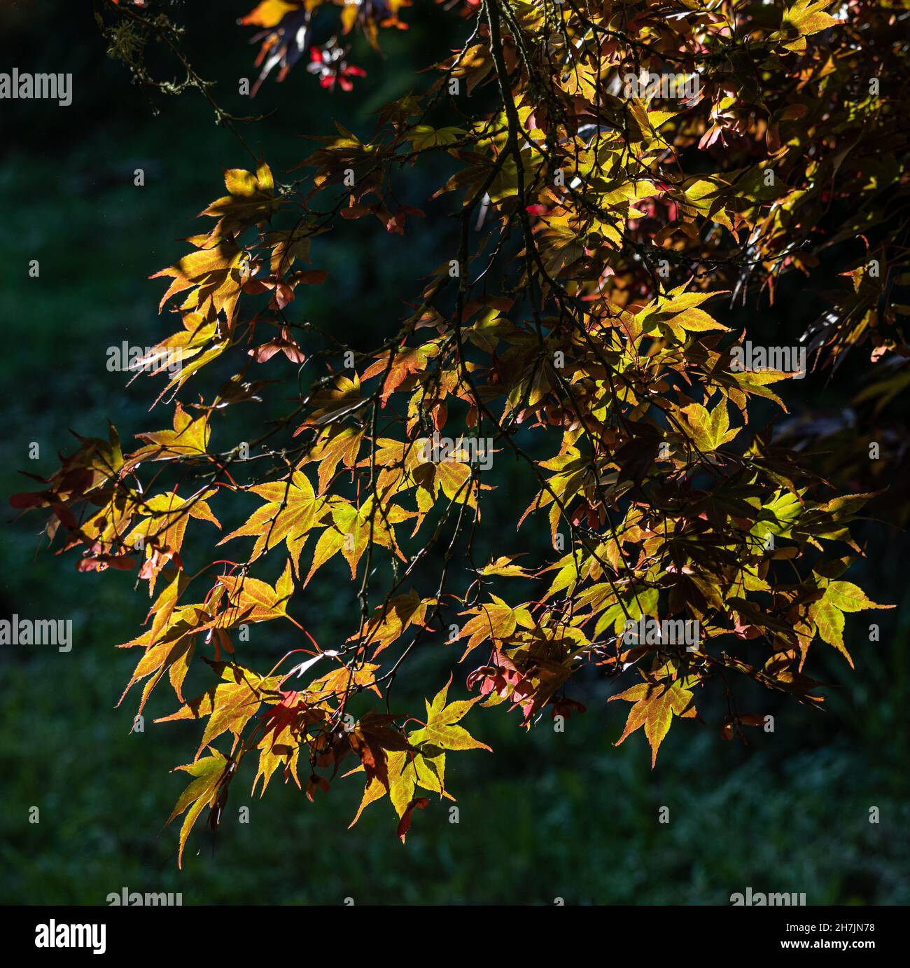 Acer palmatum Atropurpureum mit Hintergrundbeleuchtung in voller Herbstfarbe Stockfoto