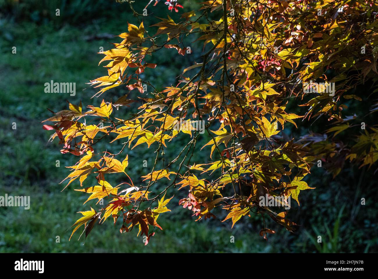 Acer palmatum Atropurpureum mit Hintergrundbeleuchtung in voller Herbstfarbe Stockfoto