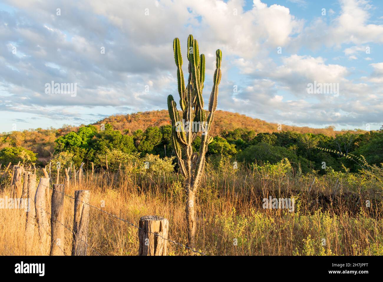 Mandacaru-Kaktus (Cereus jamacaru) und Landschaft im Herbst (Beginn der Trockenzeit) - Oeiras, Bundesstaat Piaui, Brasilien Stockfoto