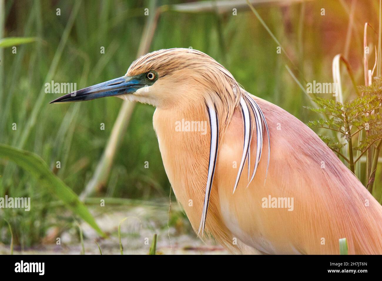 Rallenreiher (Ardeola Ralloides) Stockfoto