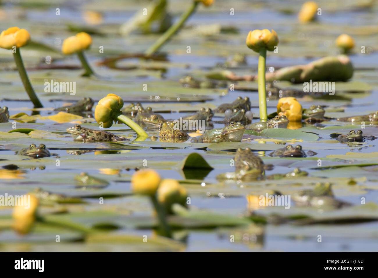 Gelbe Seerose (Nuphar lutea) und Frösche im Donaudelta, Rumänien Stockfoto