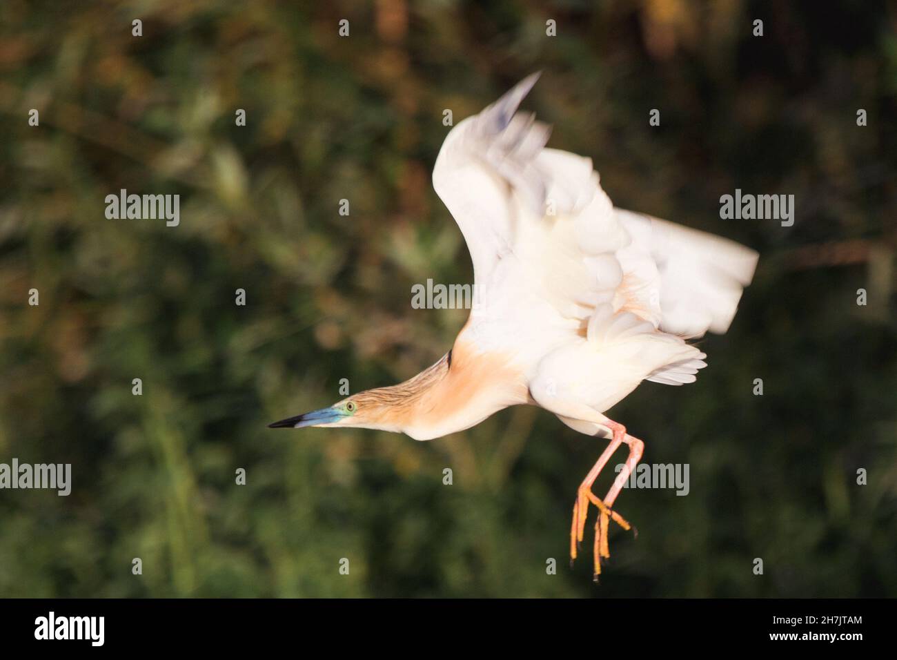 Rallenreiher (Ardeola Ralloides) Stockfoto