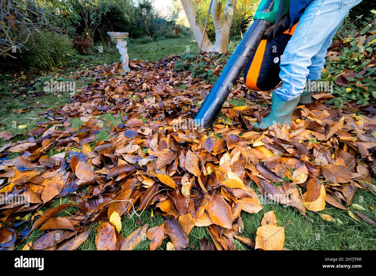 Mit elektrischem Vakuum im Herbst auf gefallenen Magnolienblättern auf Grasrasen, bereit, Blattform oder Mulch nach Verrottung in Müllsäcken zu machen Stockfoto