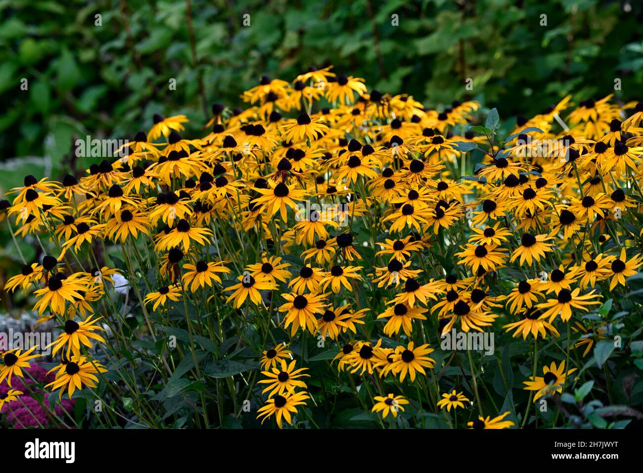 rudbeckia fulgida var deamii, rudbeckias, Kegelblumen, gelb, Blumen, RM Floral Stockfoto