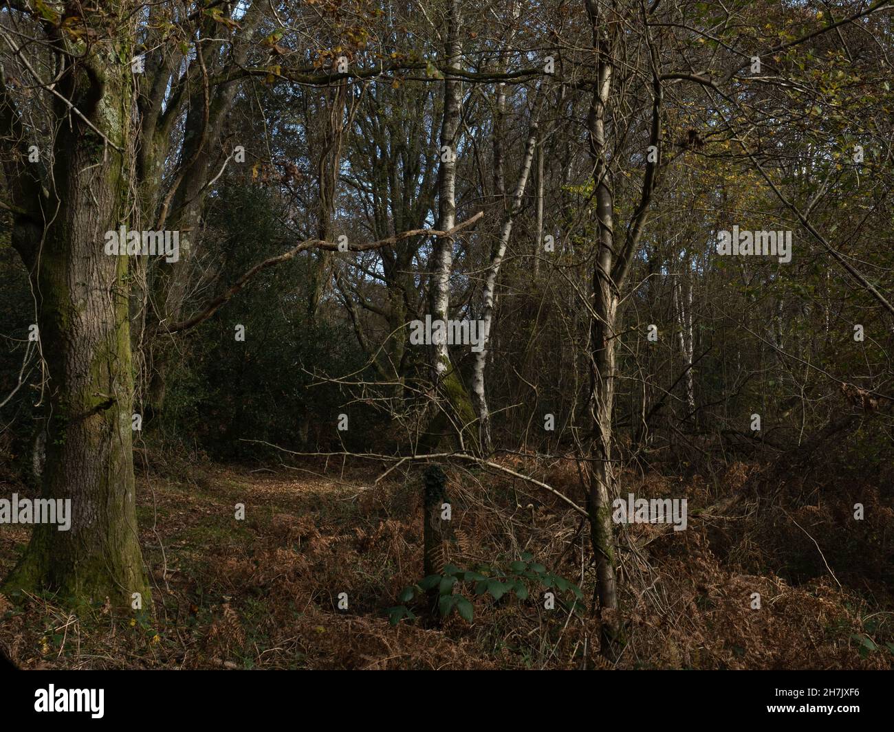 Wald mit verworrenen, schroffen Reben und Bracken Stockfoto