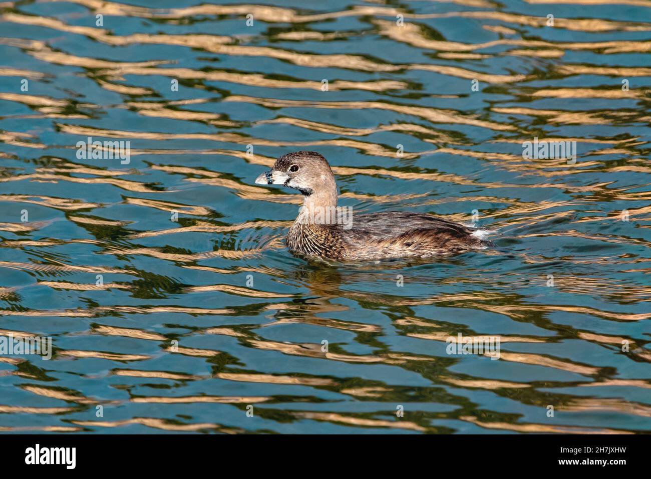 Nahaufnahme eines Rattenschnabelschnabelschnabels mit seinem markanten schwarzen Brut-Streifen, der in auffälligen gemusterten, goldgestreiften Gewässern schwimmt. Stockfoto