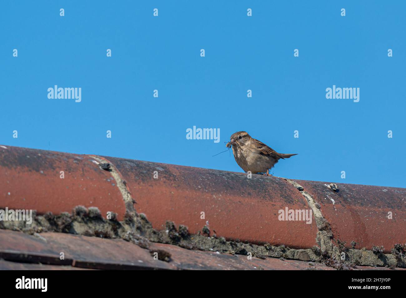 Weiblicher Haussperling mit Kranichfliegeninsekt, der im Schnabel gefangen wird, um die Küken im Nest zu füttern Stockfoto