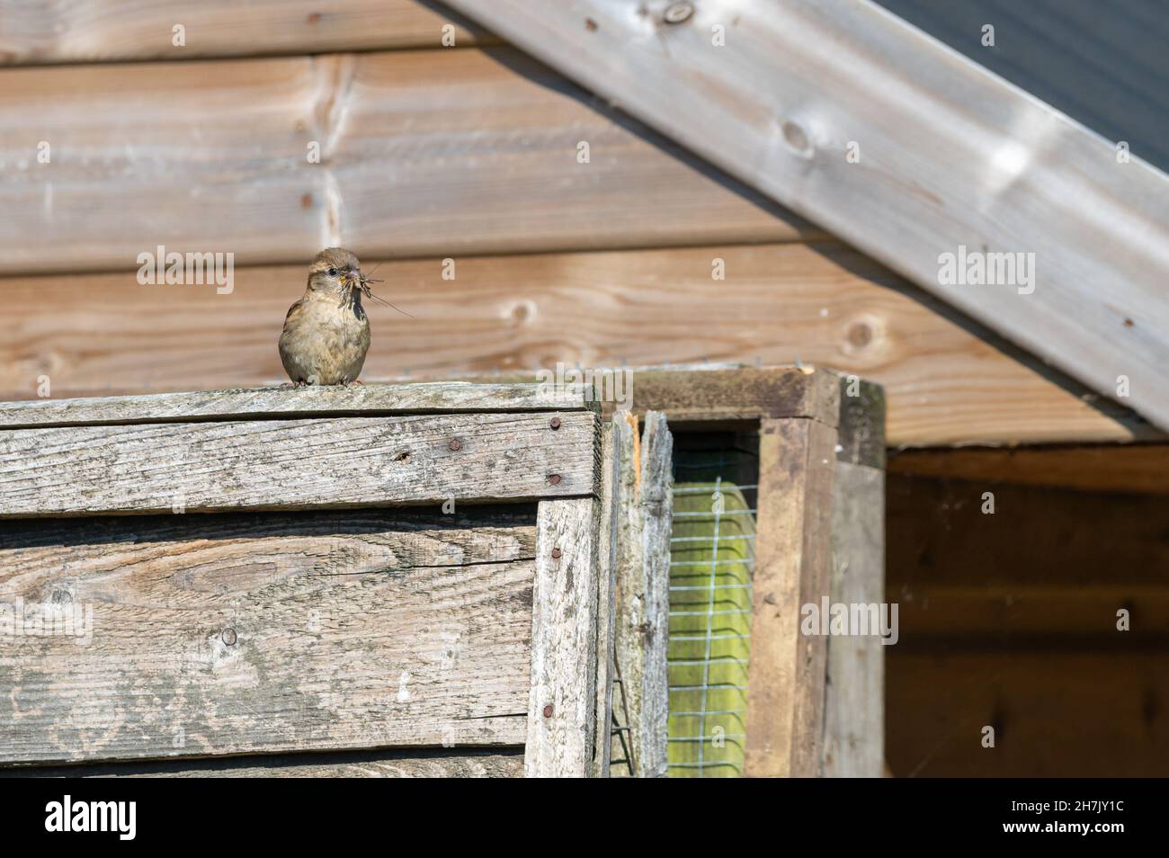 Weiblicher Haussperling mit Kranichfliegeninsekt, der im Schnabel gefangen wird, um die Küken im Nest zu füttern Stockfoto