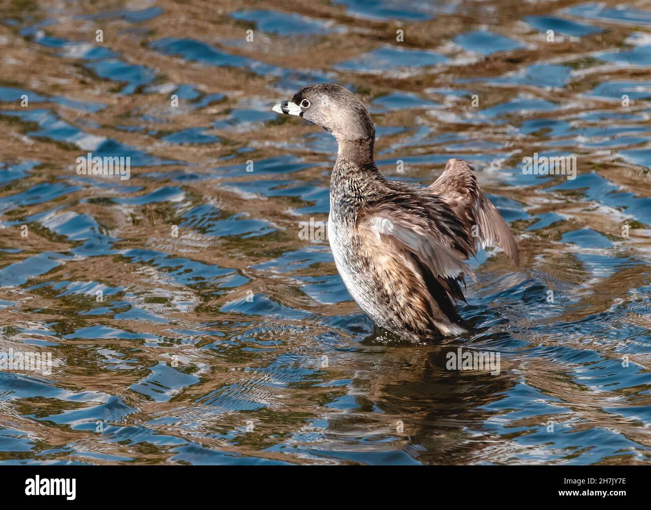 Ein Rattenschnabel springt nach vorne, als er seine Flügel abschlägt, während er scheinbar knapp über dem Wasserspiegel hängt. Stockfoto