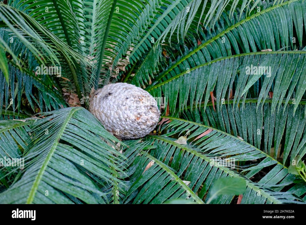 Dioon spinulosum Pflanze, heimisch in Mexiko und Mittelamerika. Stockfoto