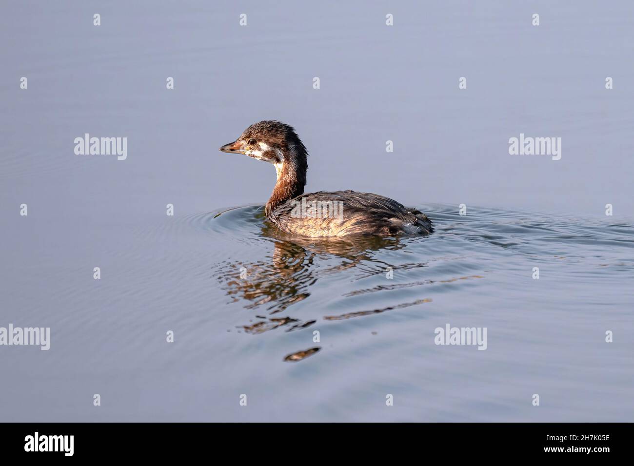 Nahaufnahme eines jungen Jungvögels mit Rattenschnabel, der in Richtung der Sonne am späten Nachmittag schwimmt. Stockfoto