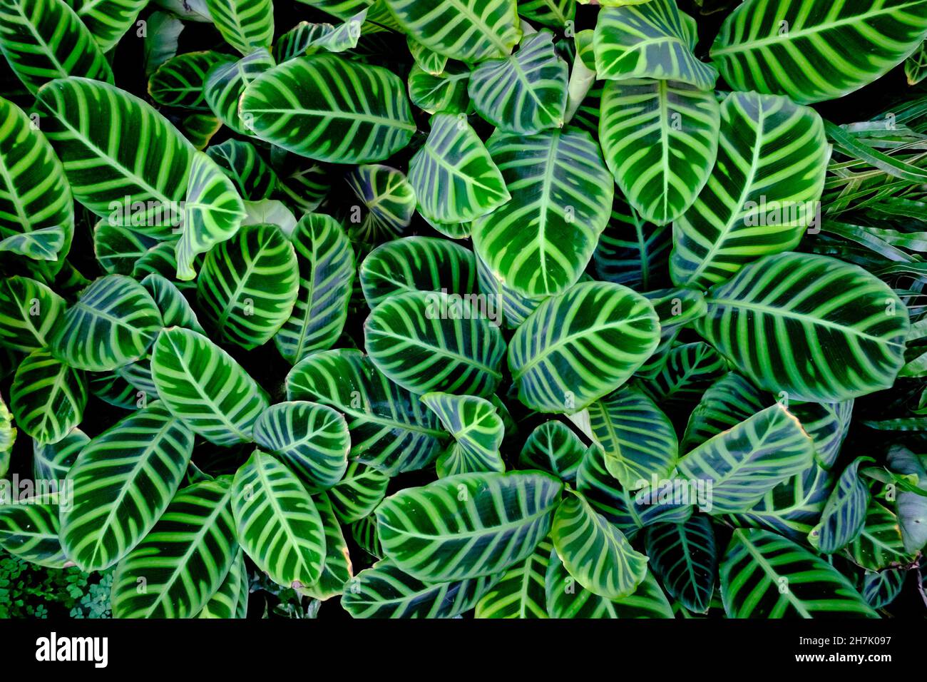 Calathea zebrina, die Zebrapflanze, eine Pflanzenart aus der Familie