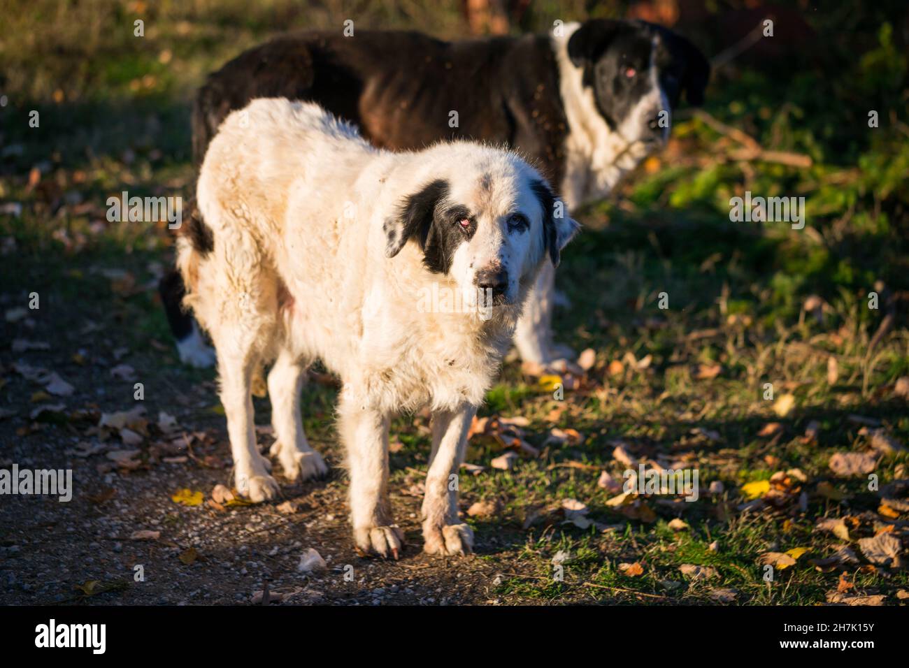 Ein Paar pensionierte Karakachan Schäferhunde in einem Bergdorf Stockfoto
