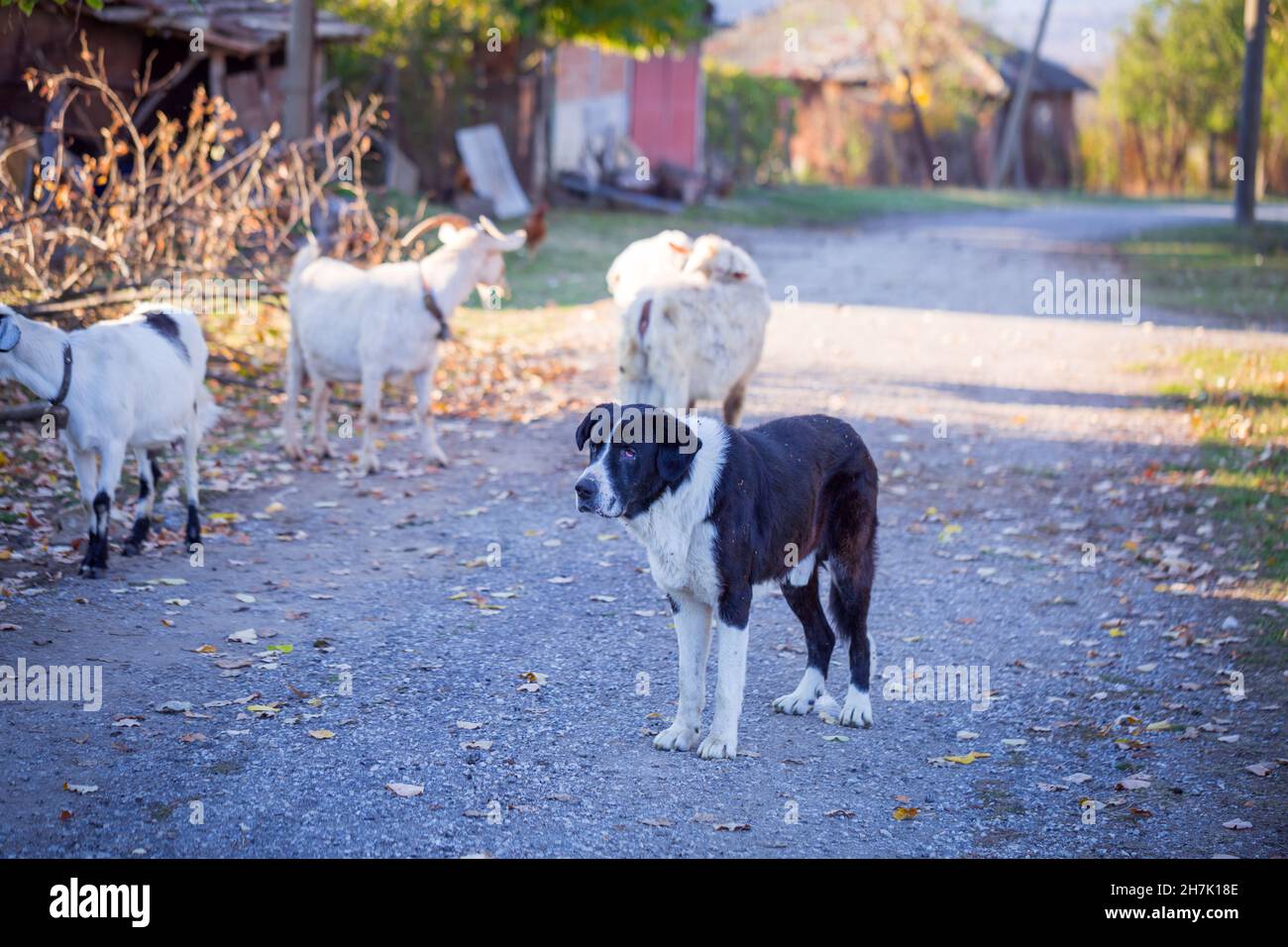 Ein paar pensionierte Karakachan Schäferhunde und eine Gruppe Ziegen in einem Bergdorf Stockfoto