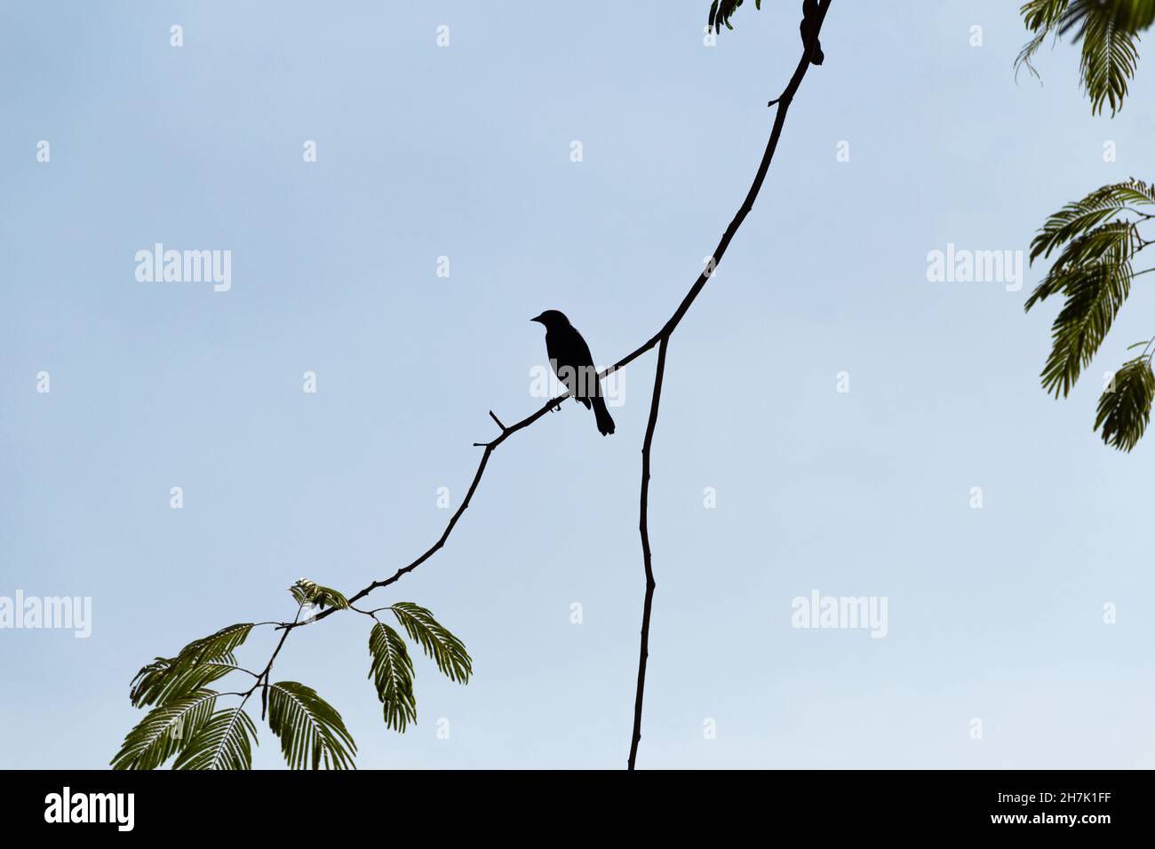 Goiânia, Goias, Brasilien – 23. November 2021: Ein Vogel, der auf einem hinterleuchteten Ast mit einigen Blättern thront. Stockfoto