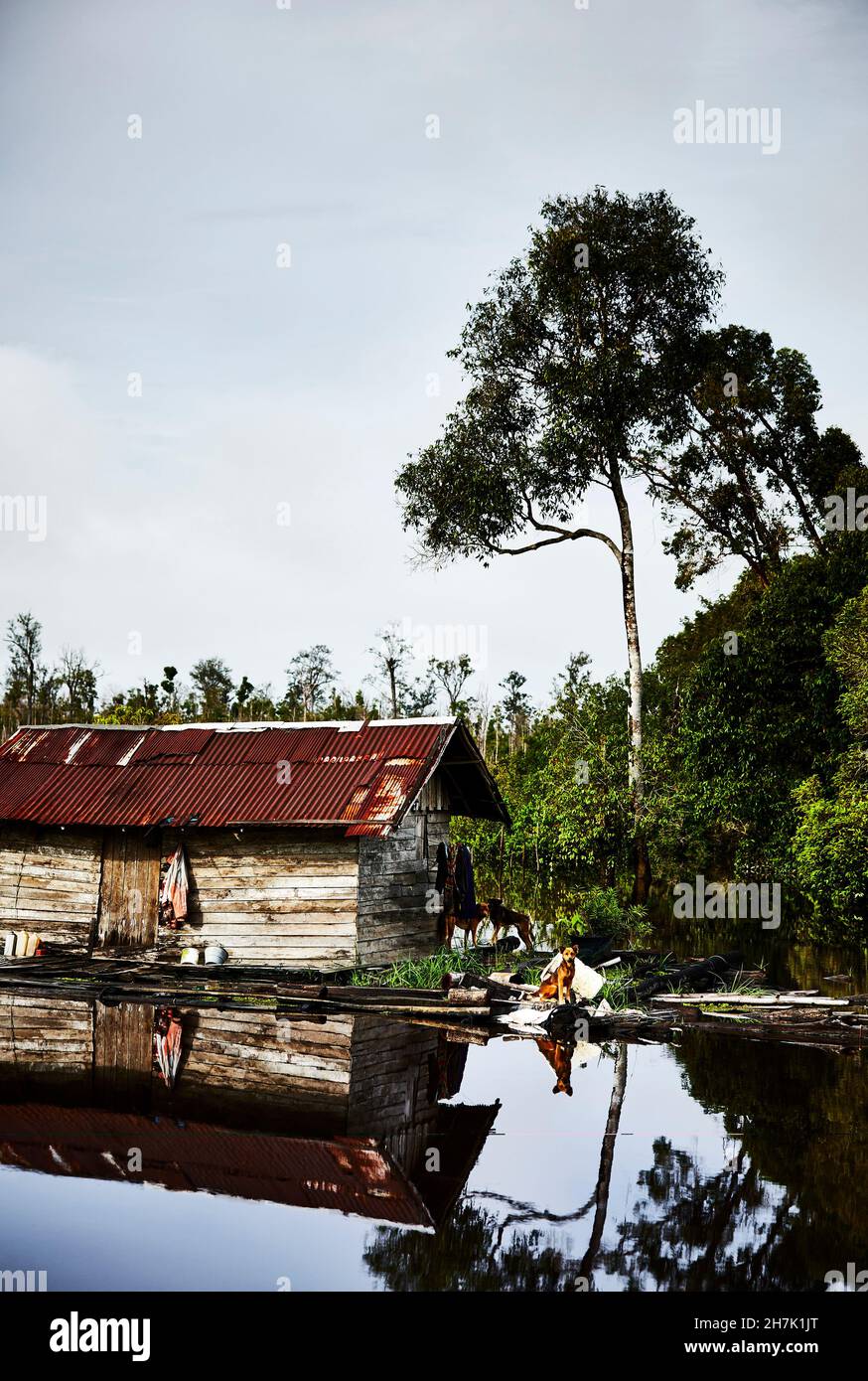 Hunde stehen vor einer Holzhütte am Katingan-Fluss, Zentral-Kalimantan, Borneo, Indonesien. Stockfoto