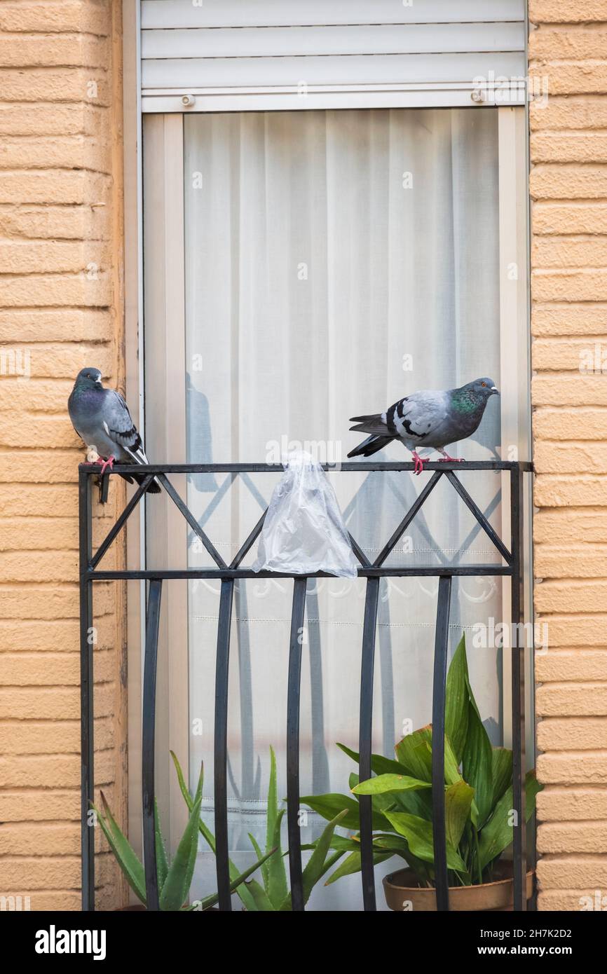 Ein Paar wilder Tauben (Columba livia domestica), die auf einem Geländer sitzen. Barcelona. Katalonien. Spanien. Stockfoto