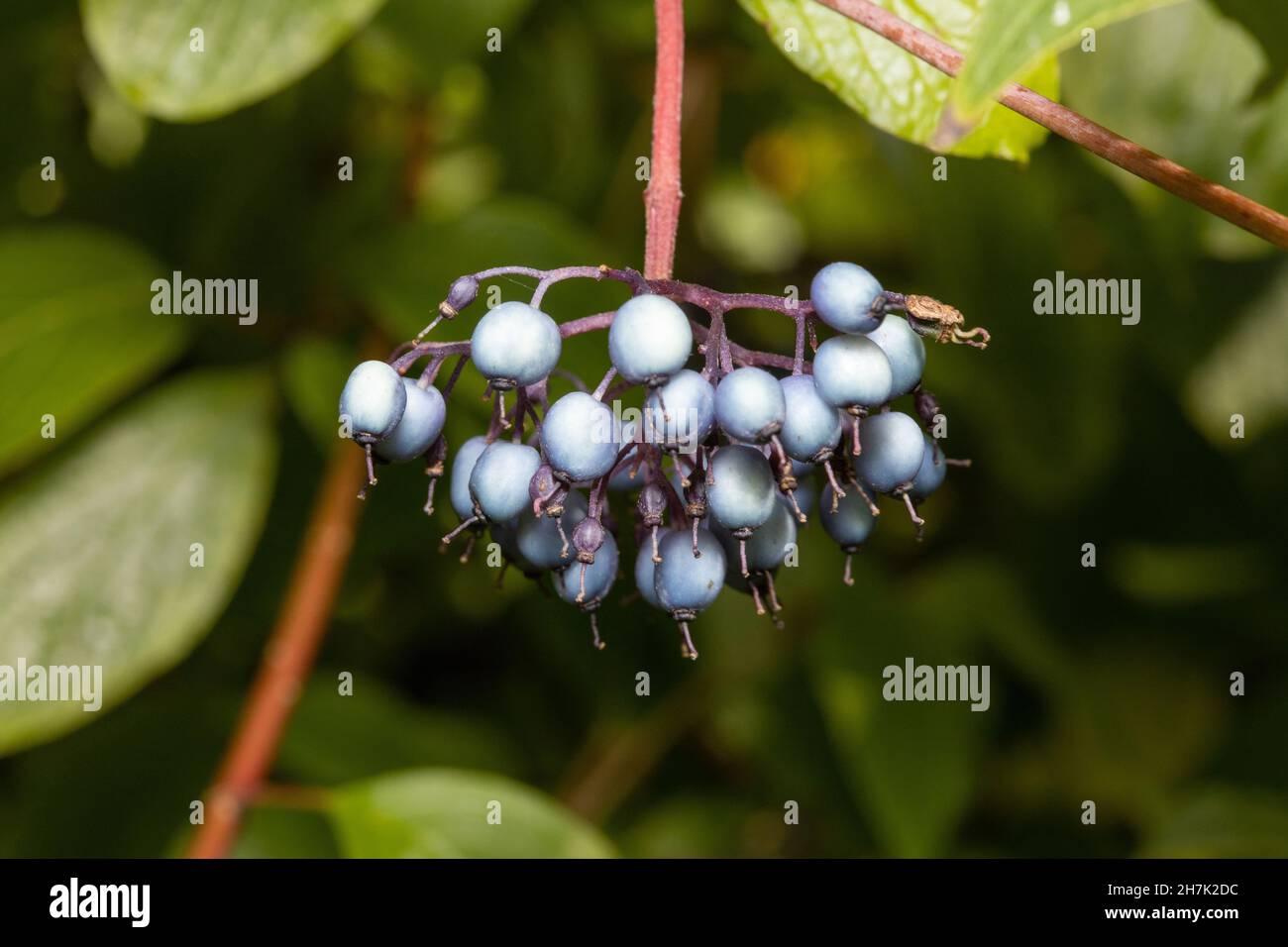 Cornus sanguinea, das gewöhnliche Dogwood oder blutiges Dogwood Stockfoto