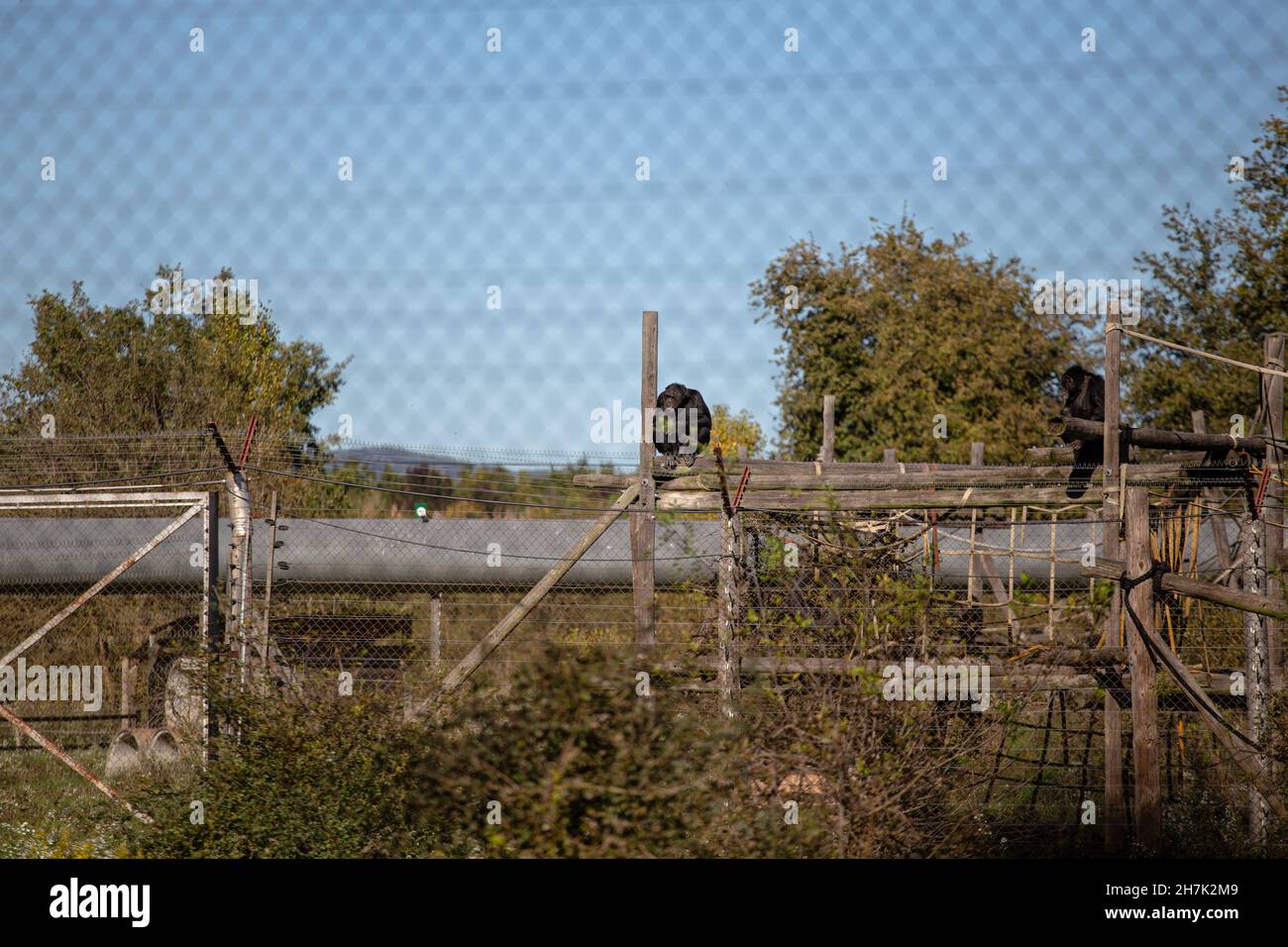 Schwarzer Schimpansen auf einem hölzernen Spielplatz in Gefangenschaft Stockfoto