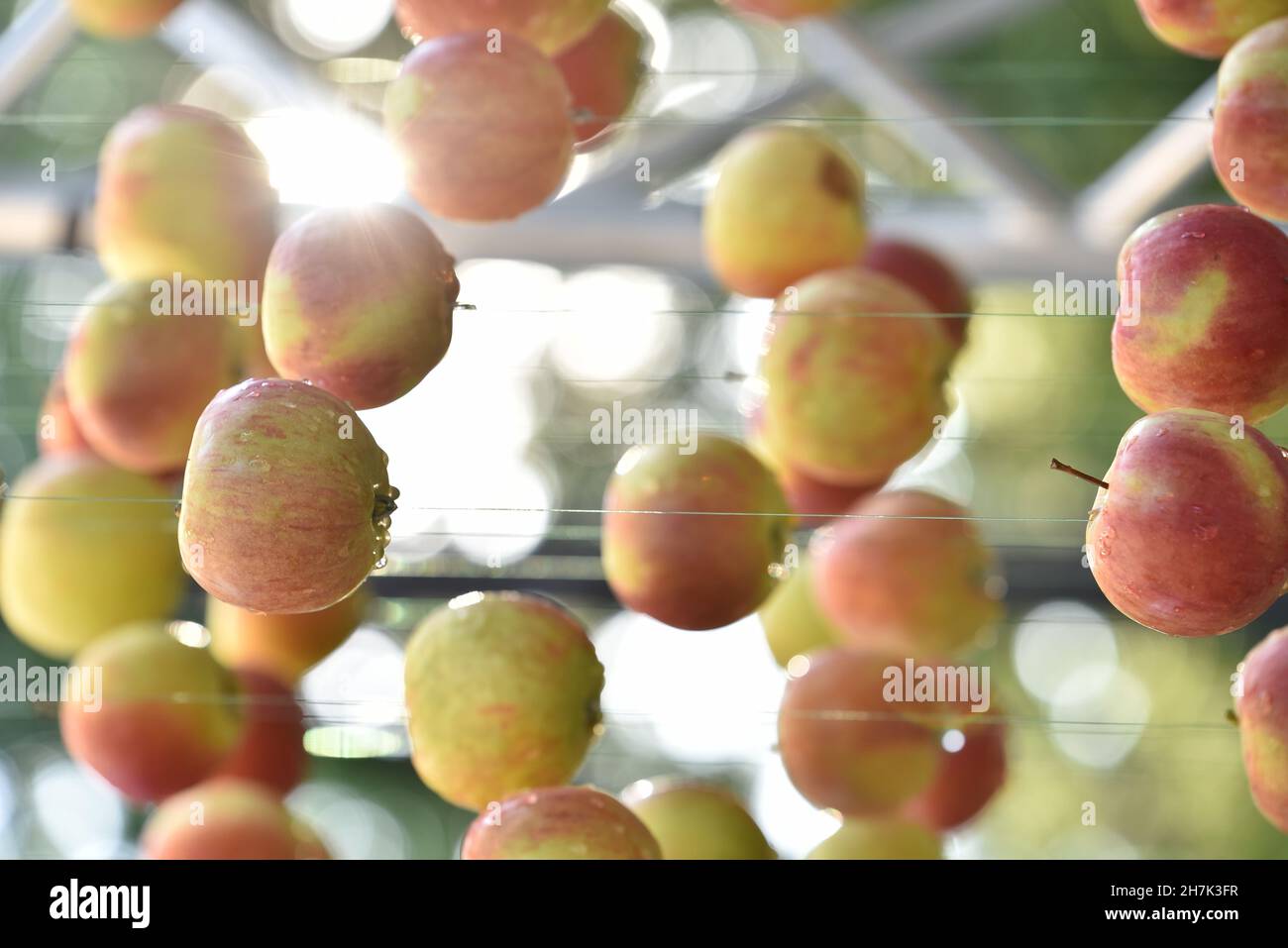 Dekoration bestehend aus reifen Äpfeln, die am Seil hängen, arrangiert für die Open-Air-Veranstaltung Stockfoto
