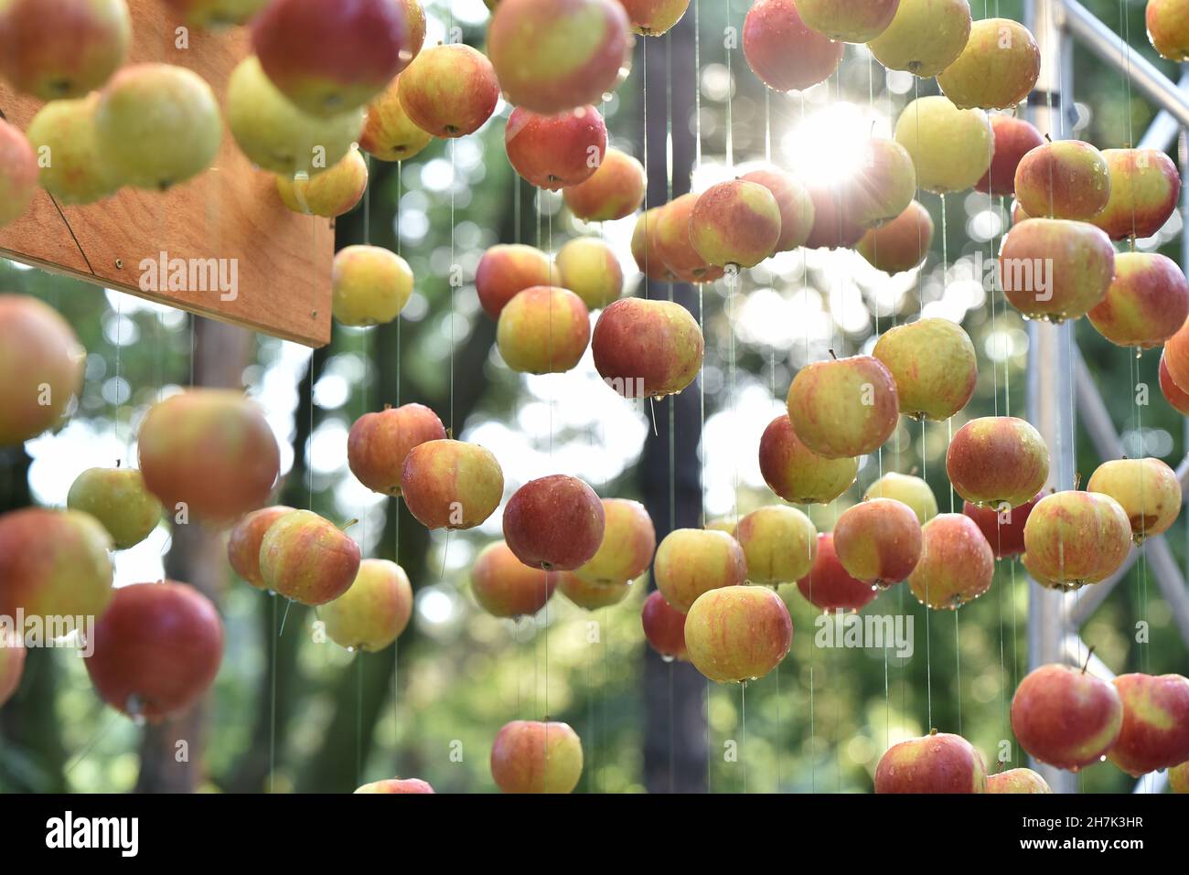 Dekoration bestehend aus reifen Äpfeln, die am Seil hängen, arrangiert für die Open-Air-Veranstaltung Stockfoto