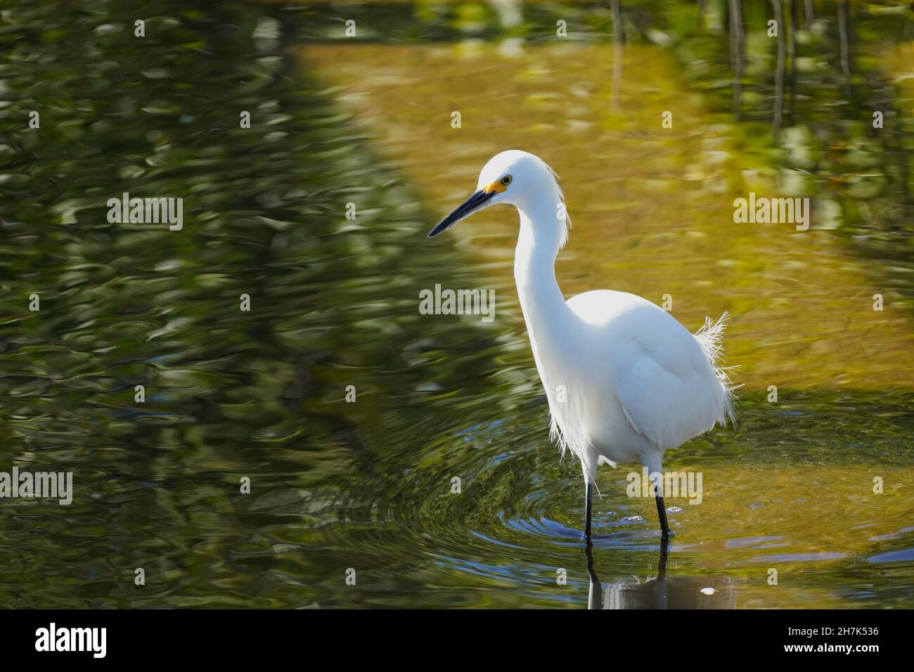 Schneeeiher (Egretta thula) auf der Jagd nach Beute in einem Sumpfgebiet Stockfoto