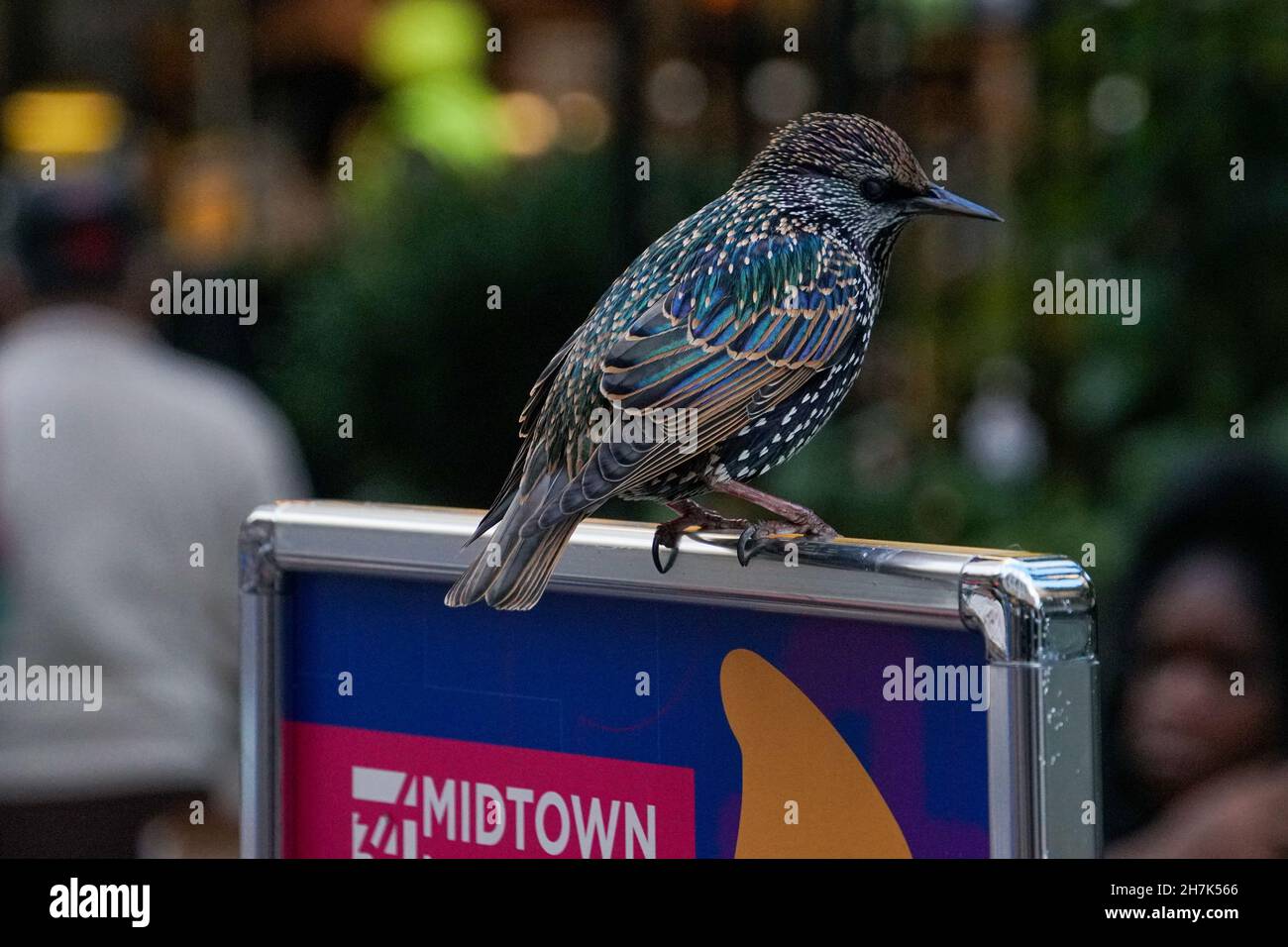 Ein europäischer Star wartet darauf, dass jemand in der Innenstadt von New York City etwas zum Essen fallen lassen kann Stockfoto